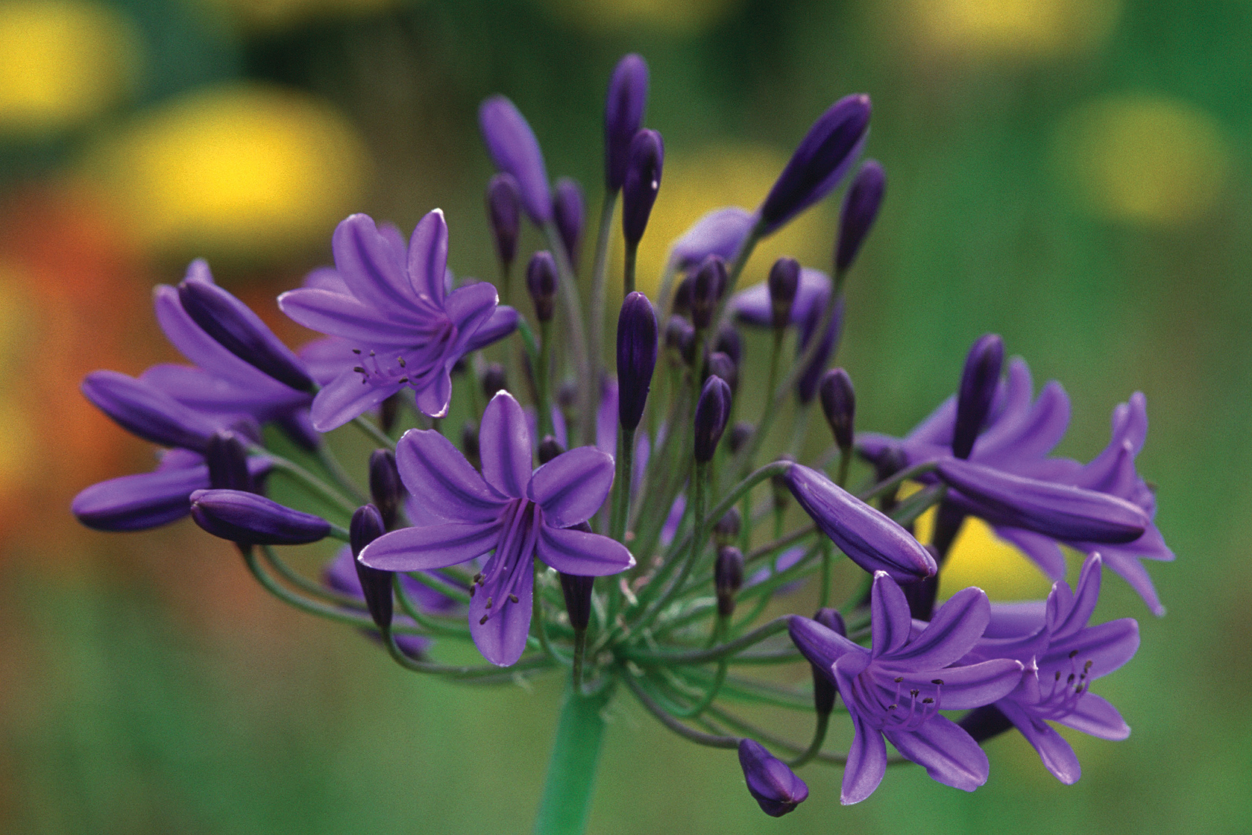 Blue funnel shaped flowers on a thin stalk.