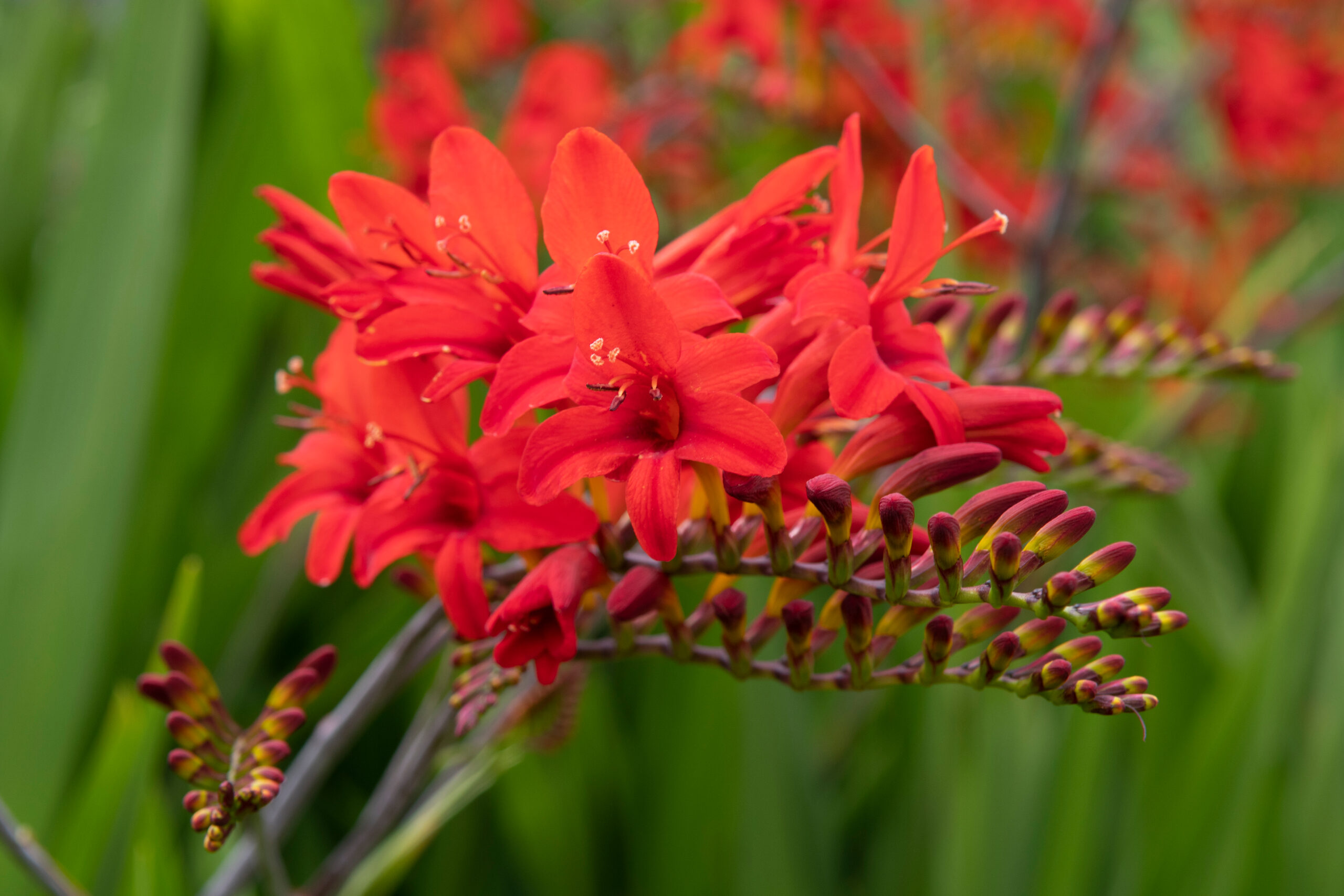 A plant with deep red funnel-shaped flowers.