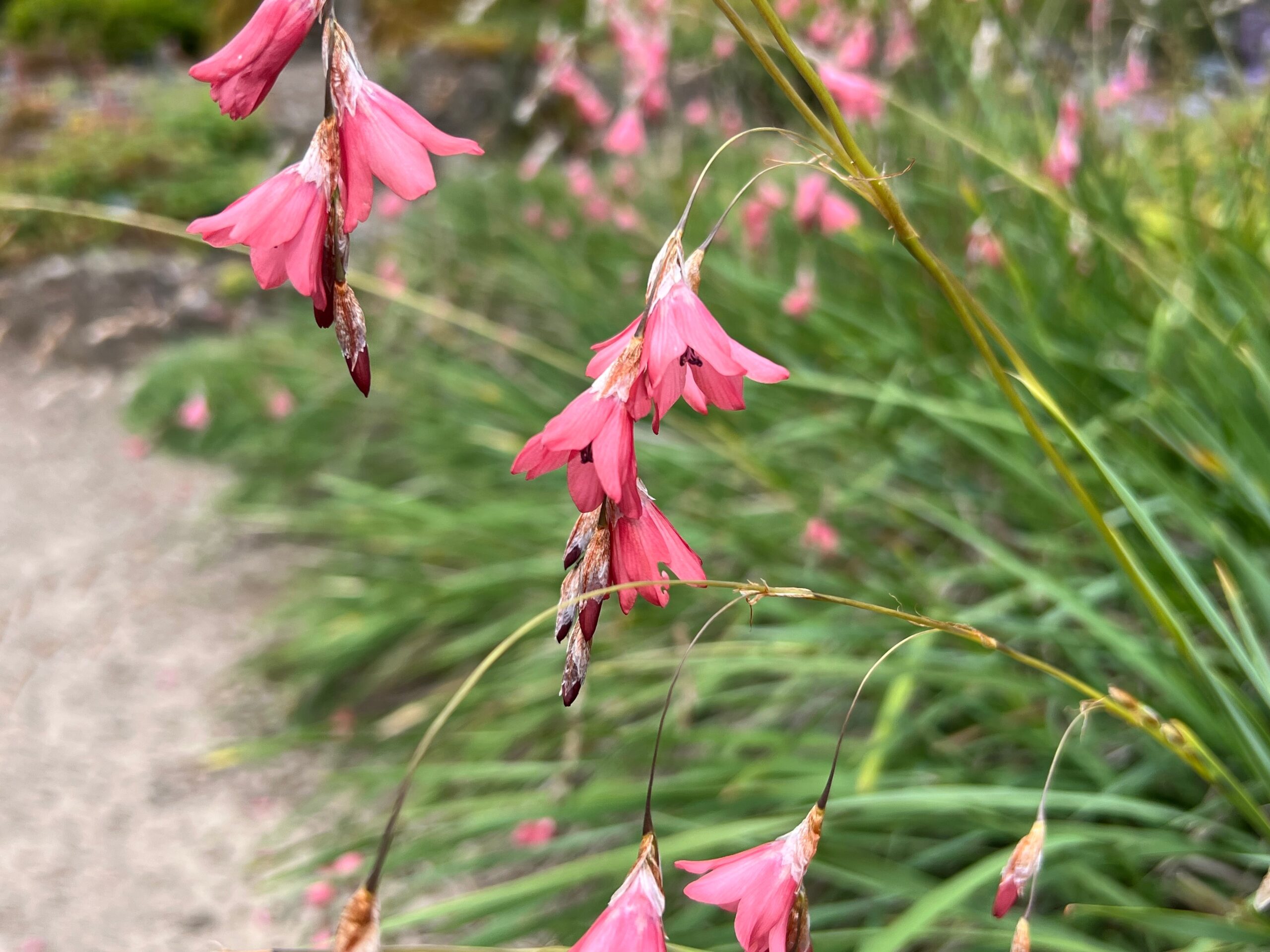 Salmon pink flowers hanging like bells from an arching grass-like stem.