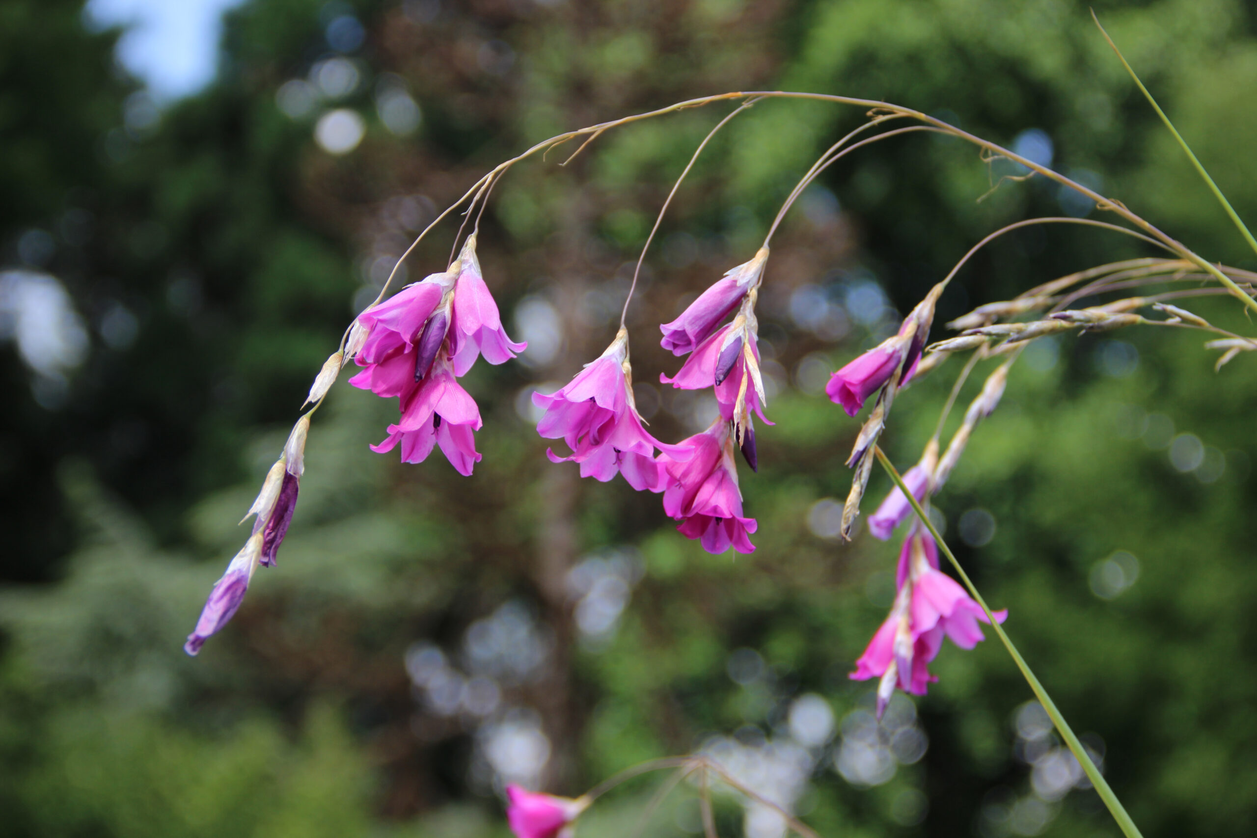 Pink flowers hanging like bells from an arching grass-like stem.