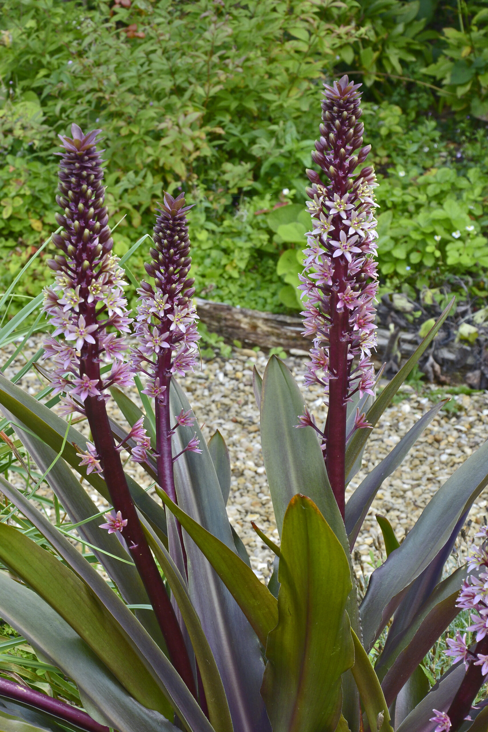 Three tall erect stems displaying purple-tinged flowers above leaves of reddish-purple.