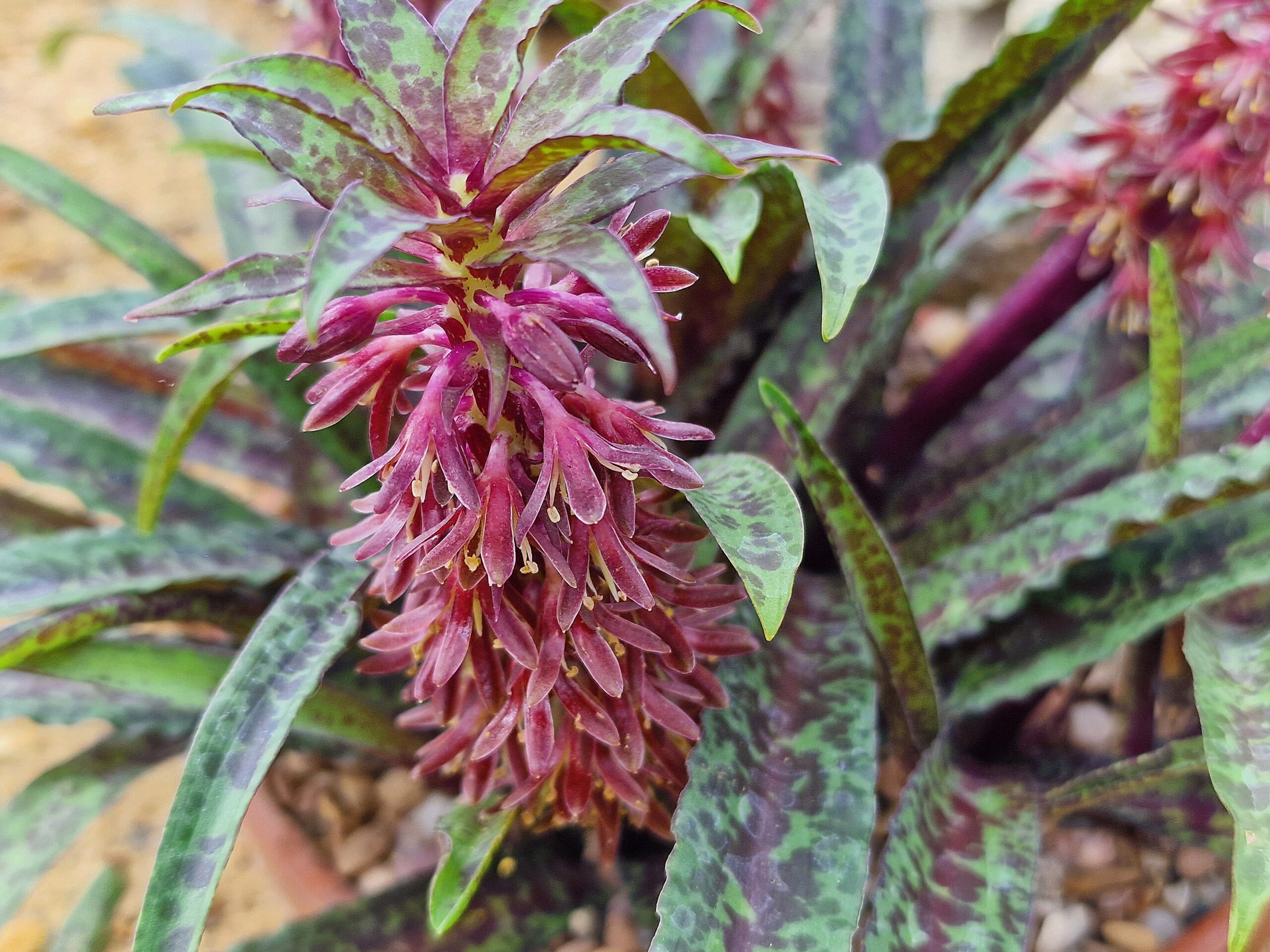 A close up of purple flowers and leaves of dark-green speckled with purple. 