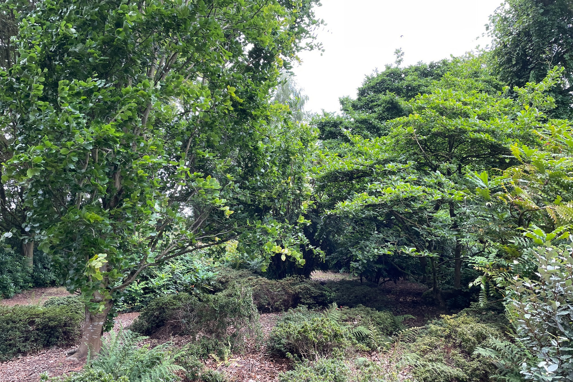A beech tree amongst low growing shrubbery.