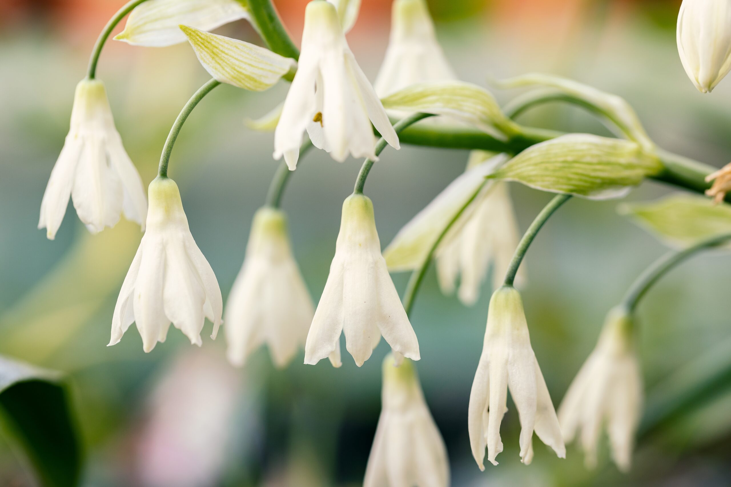 White snowdrop-shaped flowers hanging from a stem.