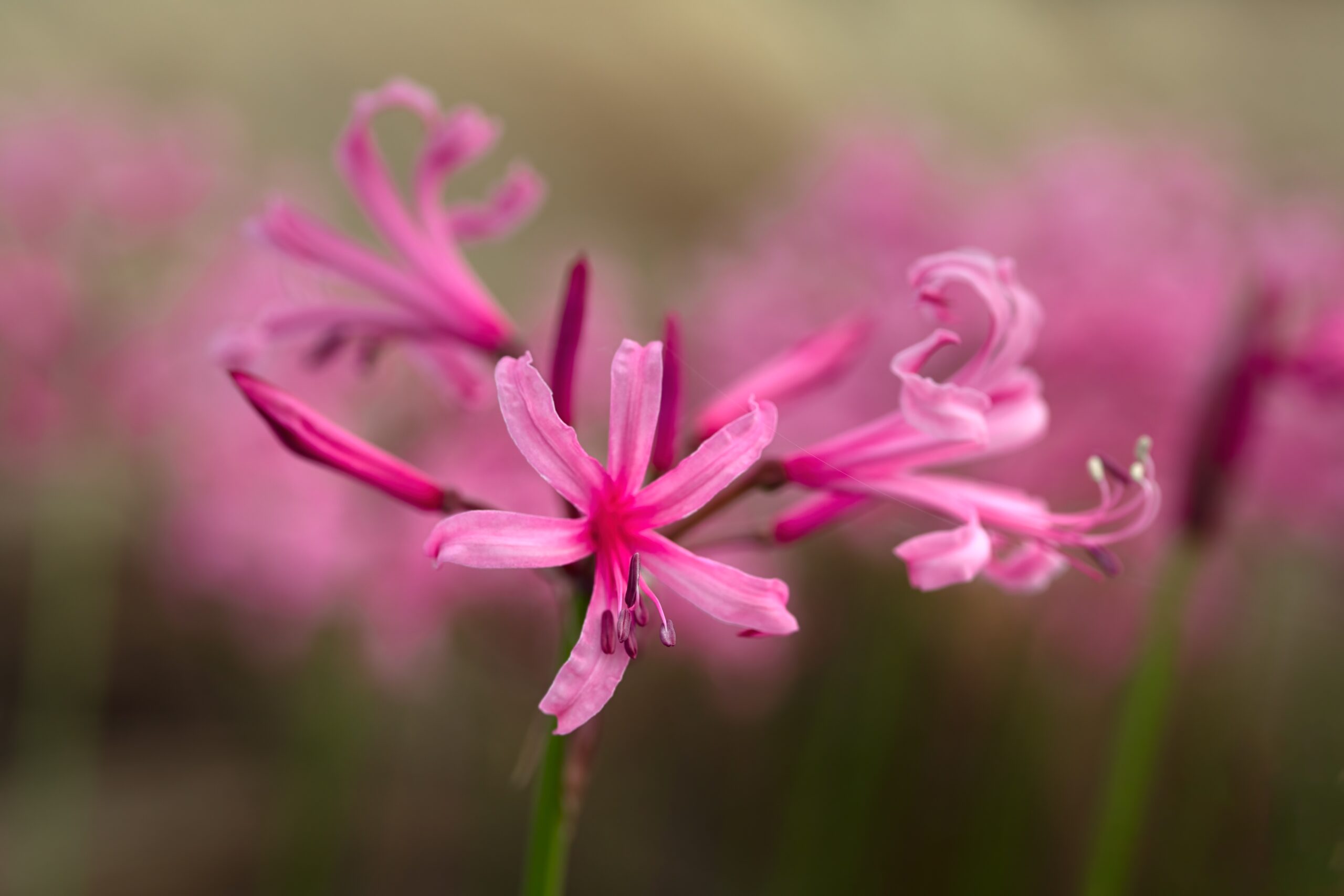 A close up of three pink lily-like flowers.
