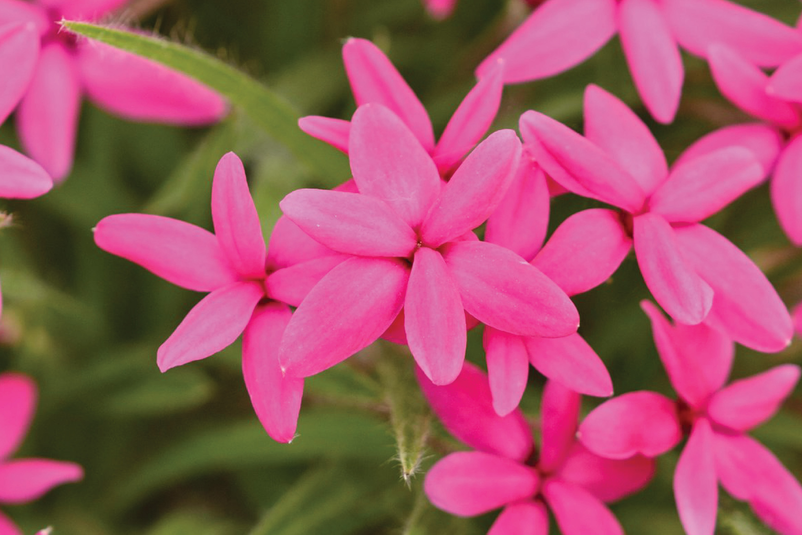 Close up of pink flowers of the Rhodohypoxis baurii.