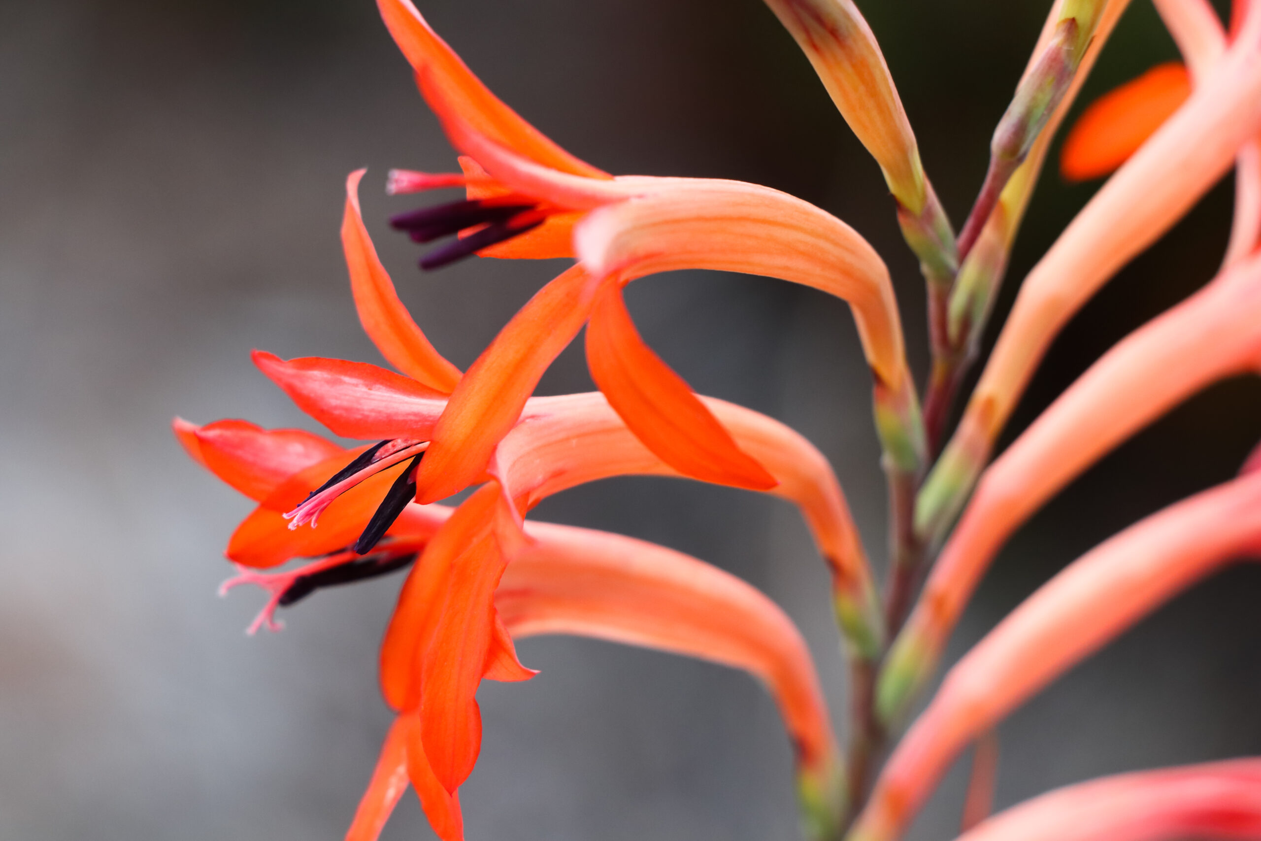 A close up of bright orange flowers.