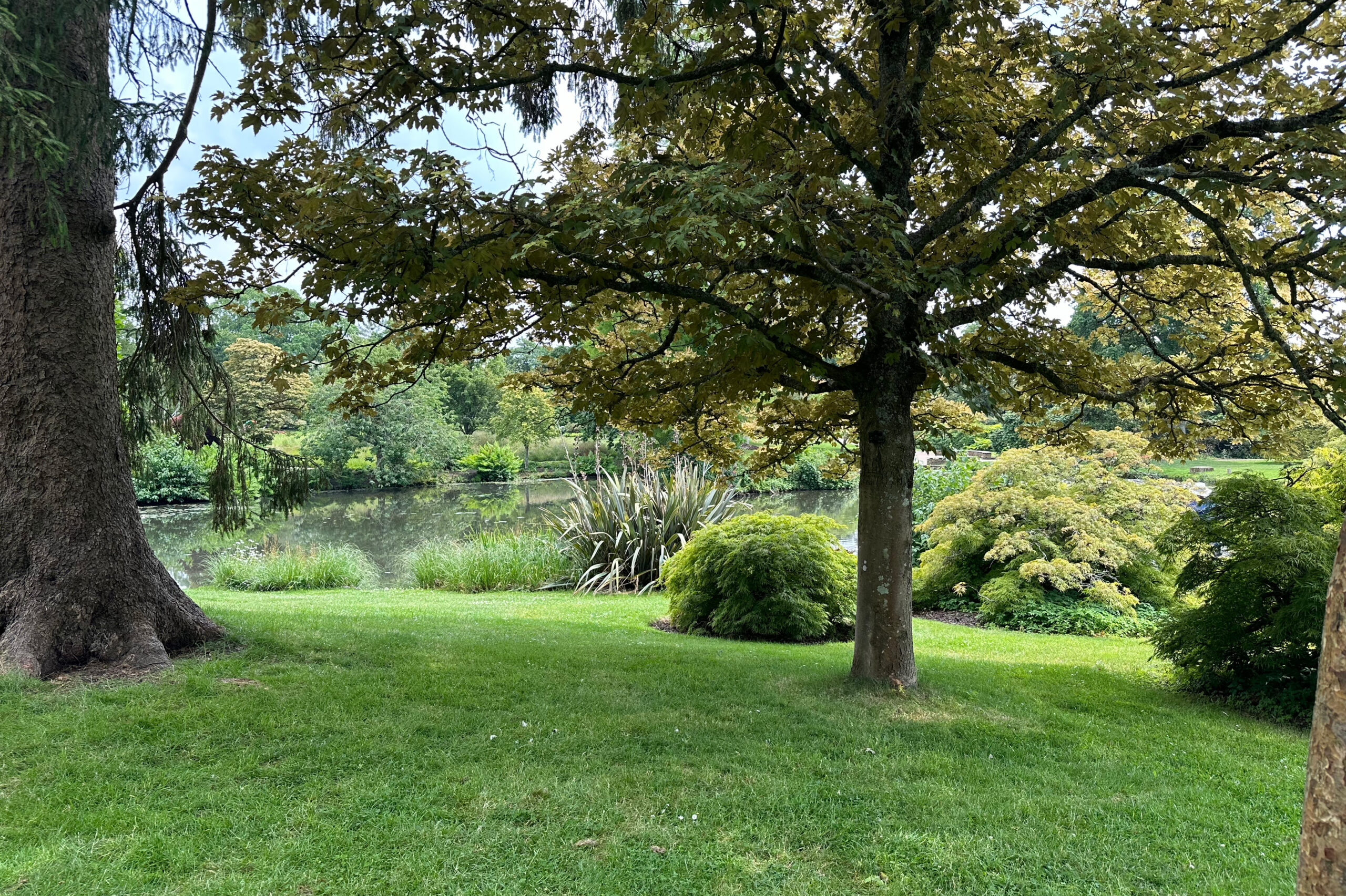 A pond with trees and shrubs growing in the near side of the bank.