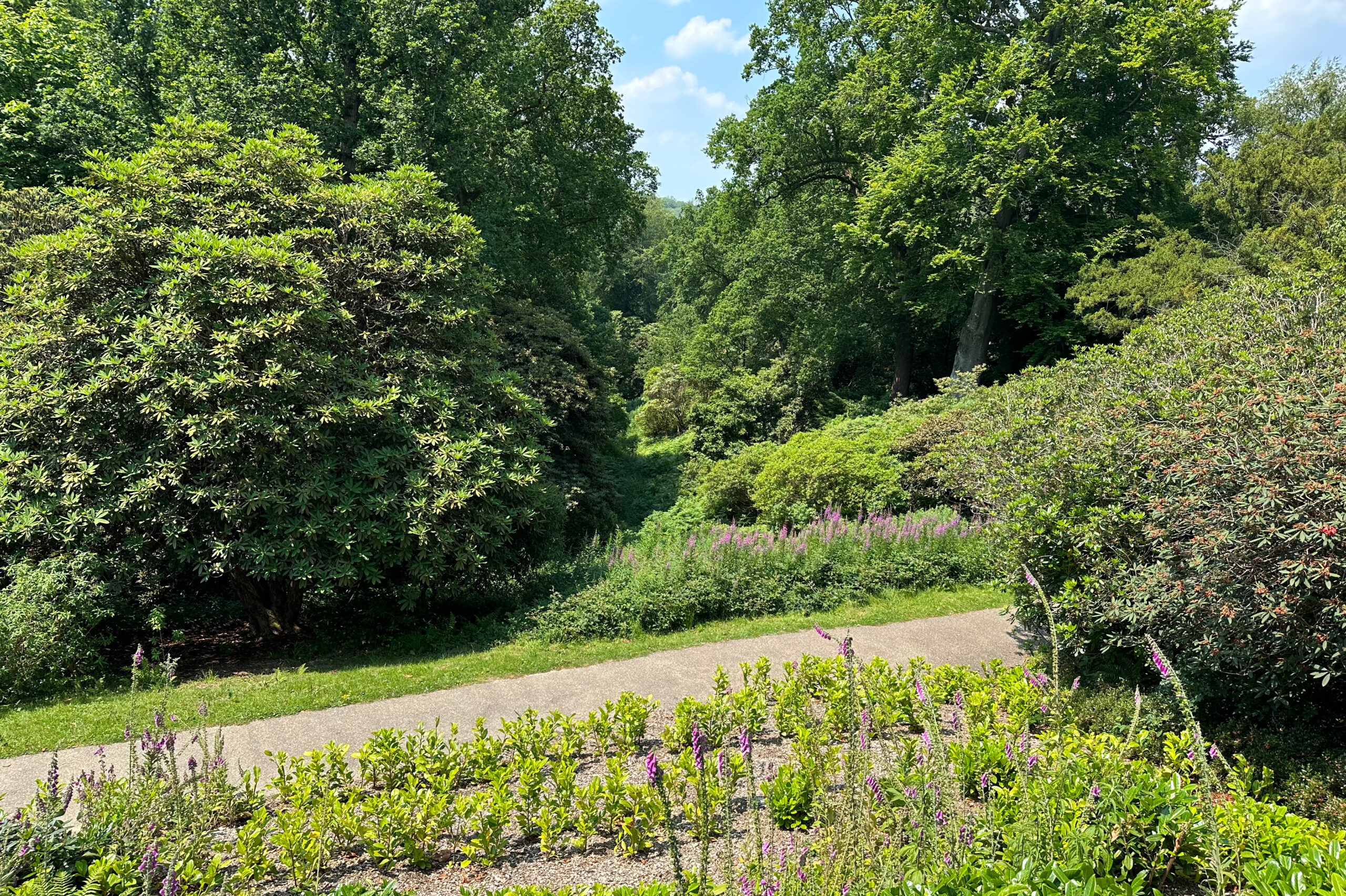 low lying planting with large trees growing behind a footpath.