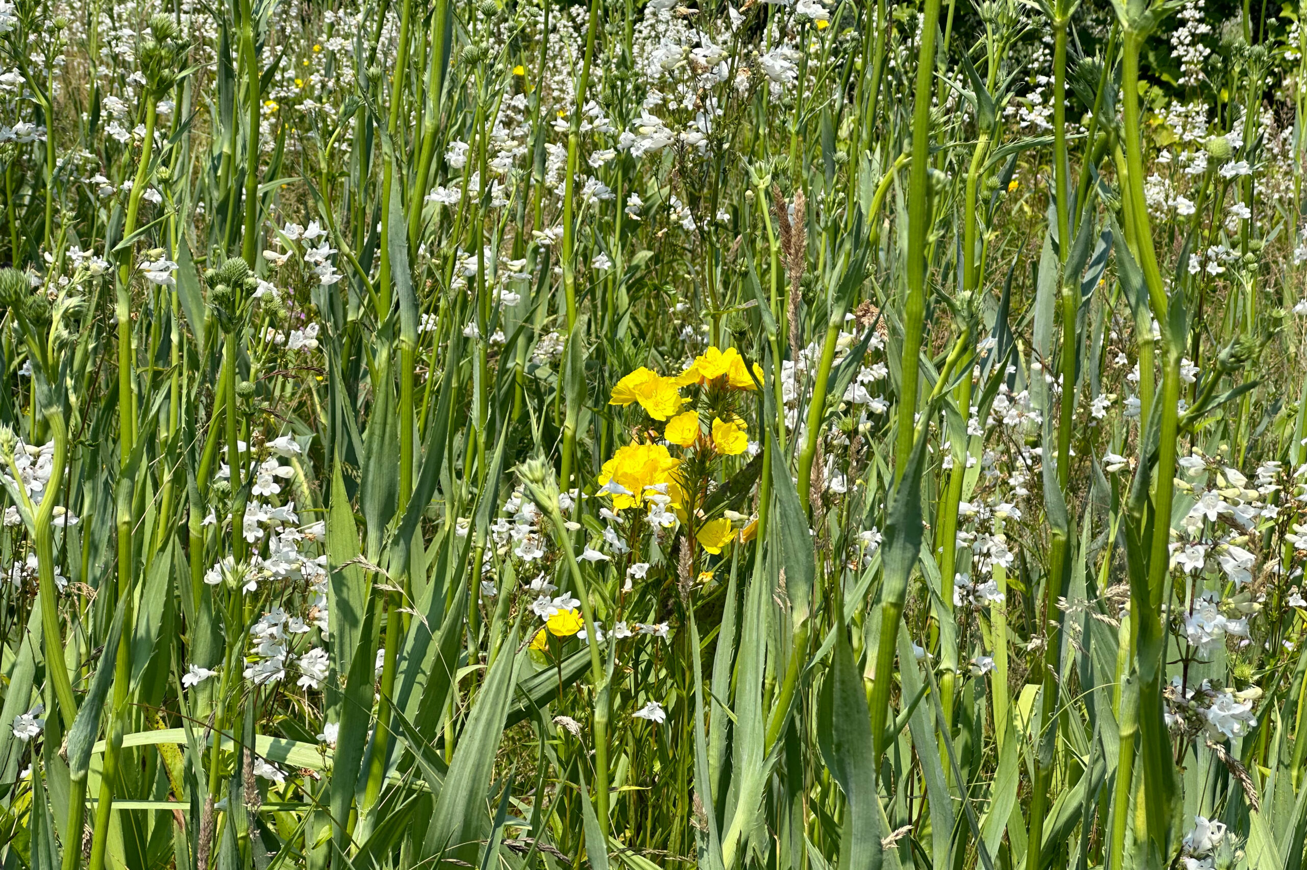 Wildflowers of yellow and white growing in swathes of grass.