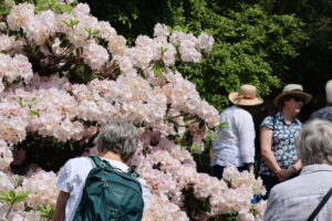 People gathered around a large rhododendron of large white flowers.