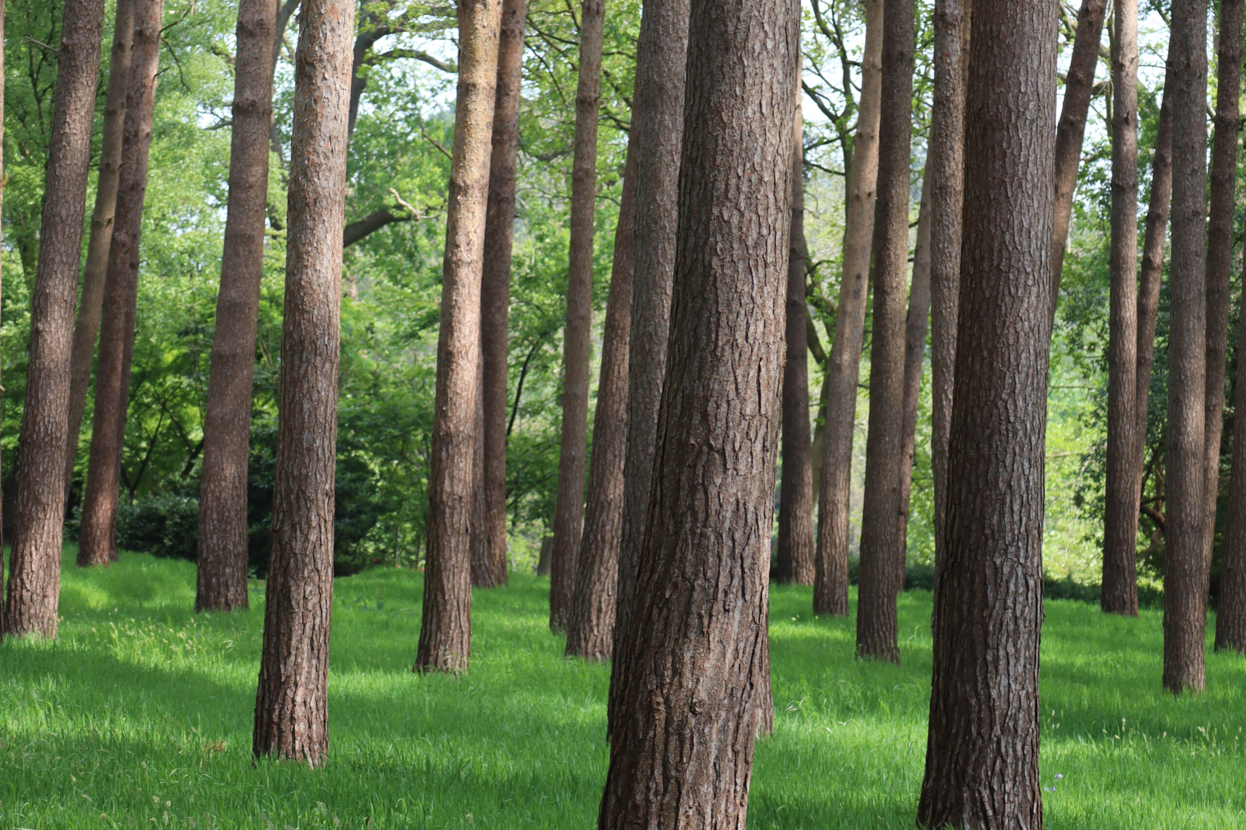 Two beech trees amongst low growing shrubbery.