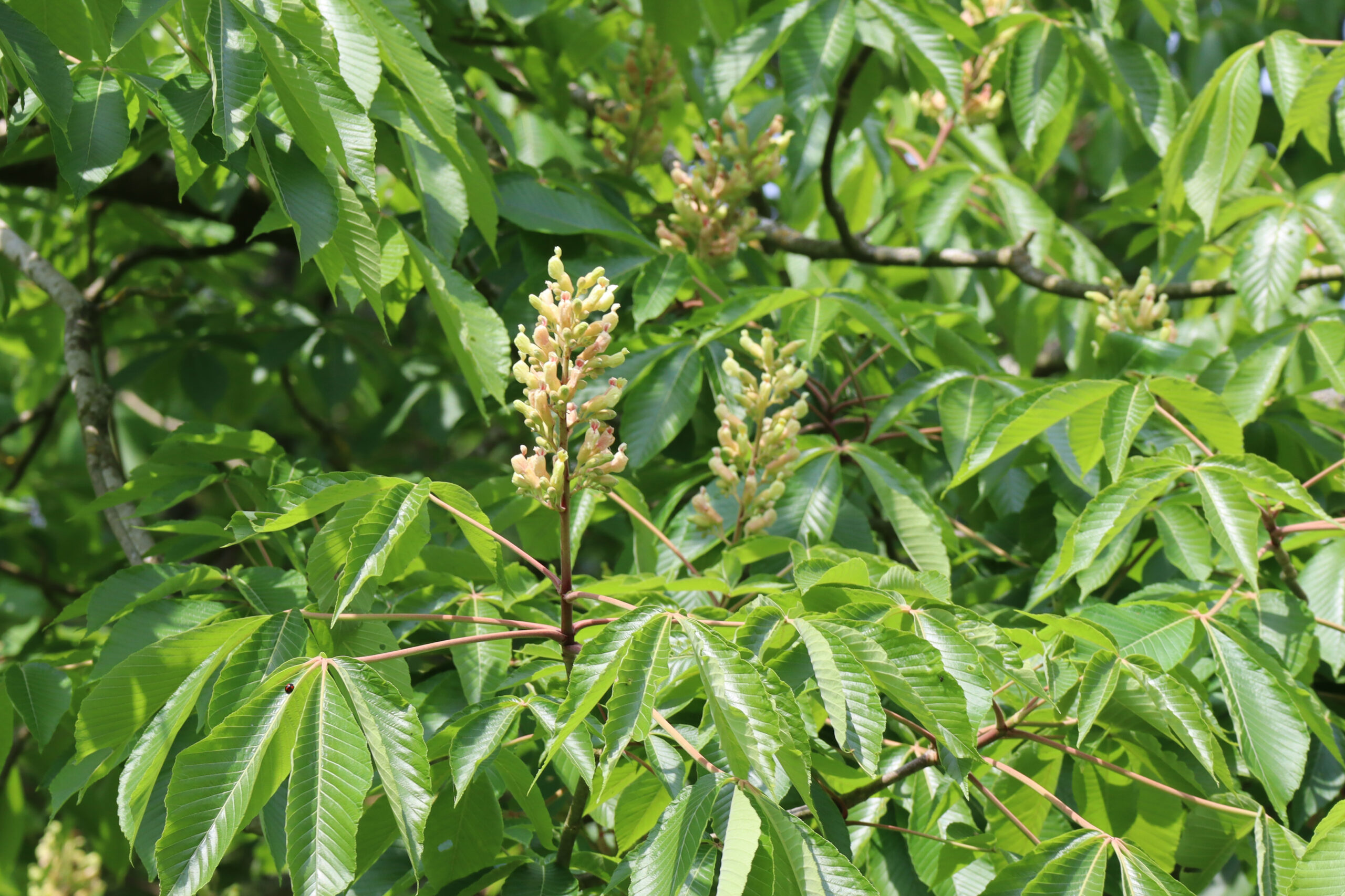 A close up of yellow flowers amongst leaves of green.