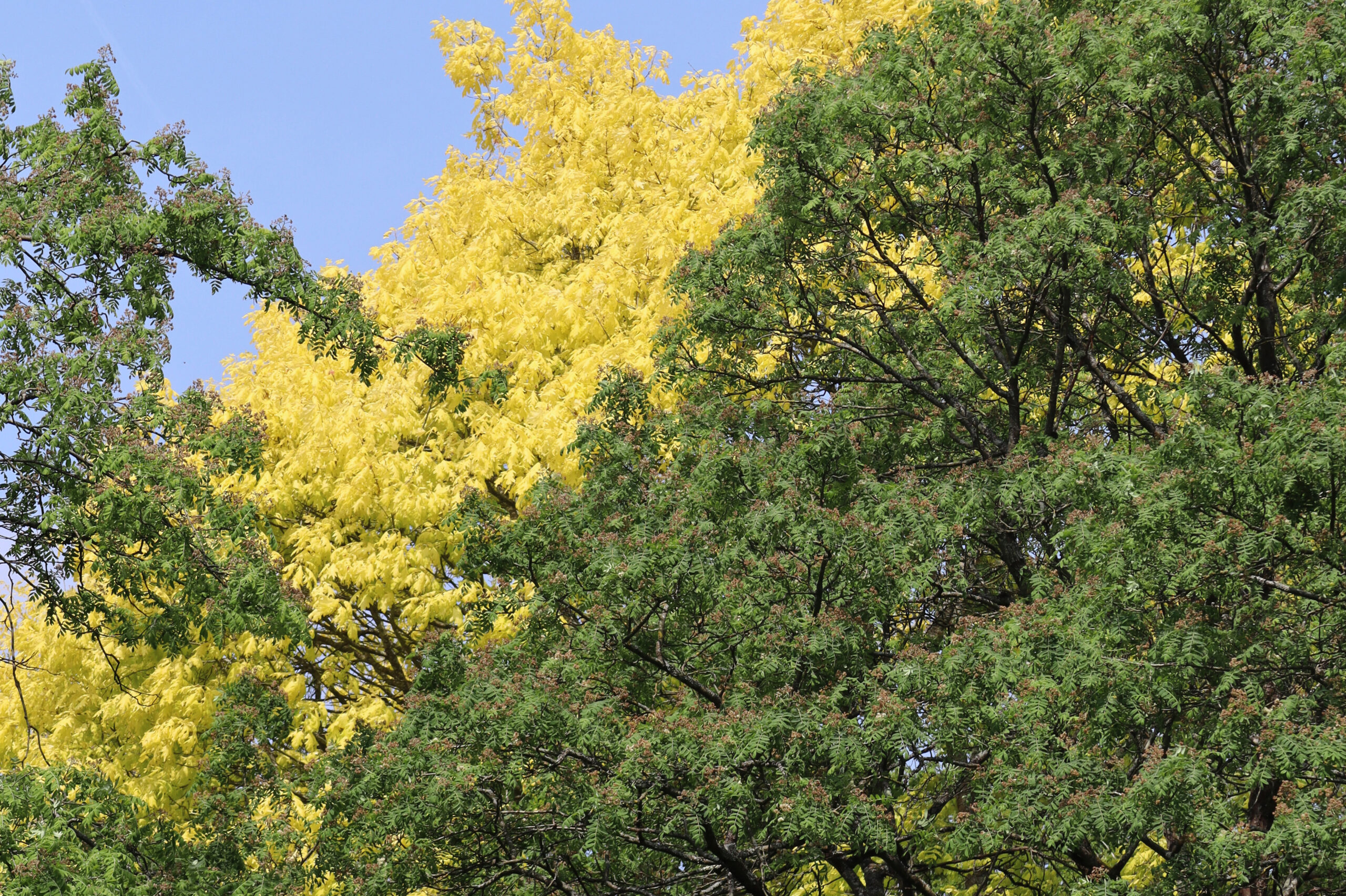 A tree top with trees of yellow and green leaves.