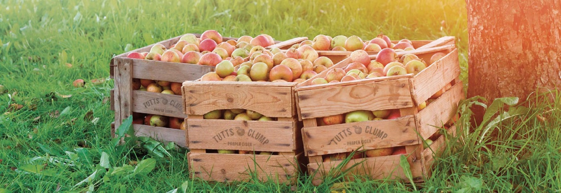Three crates of Apples in a grass field.