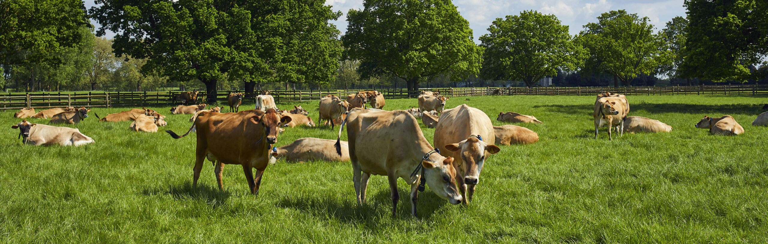 Jersey Cows in a field of green grass.
