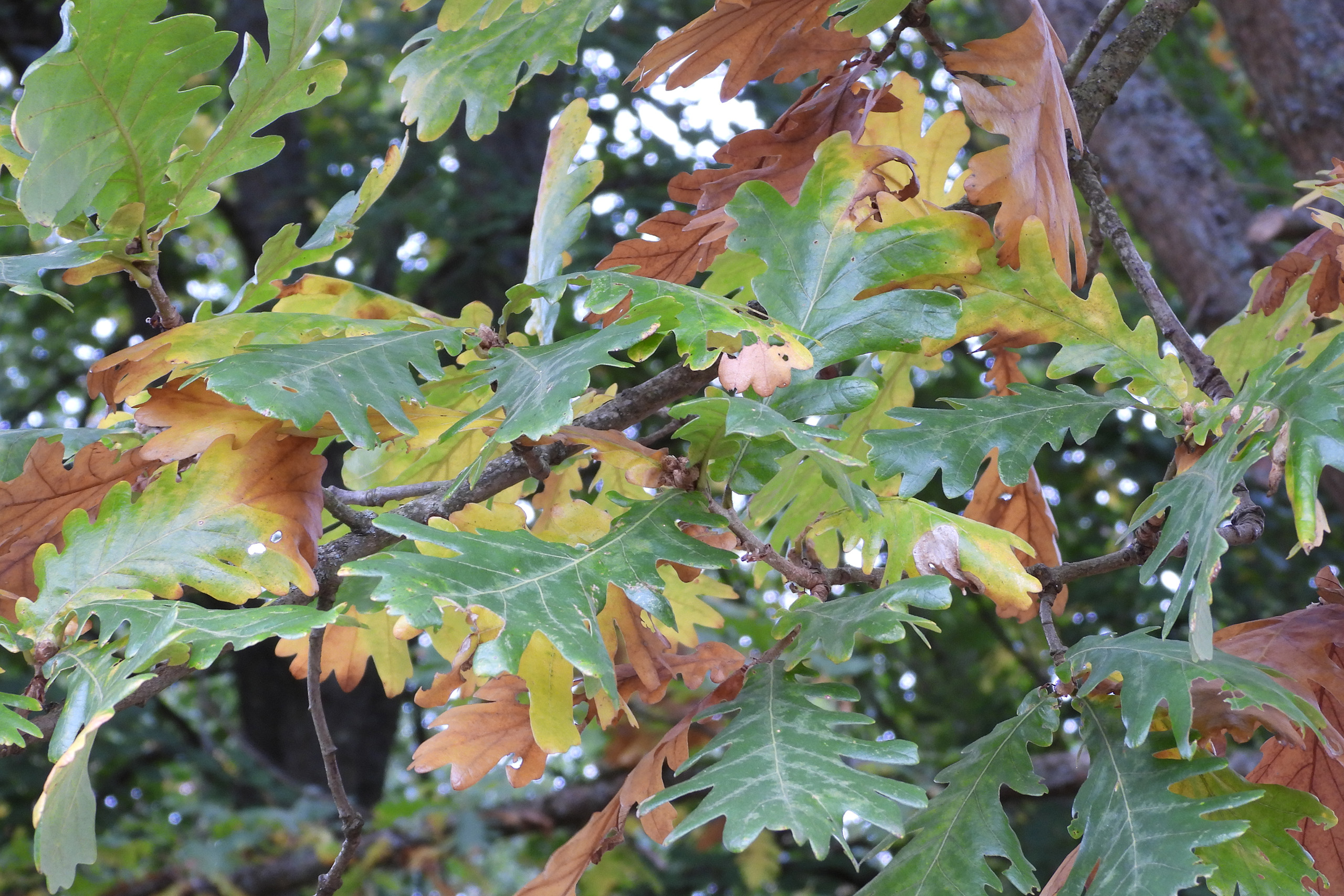 A close up of autumn leaves from a Hungarian Oak.