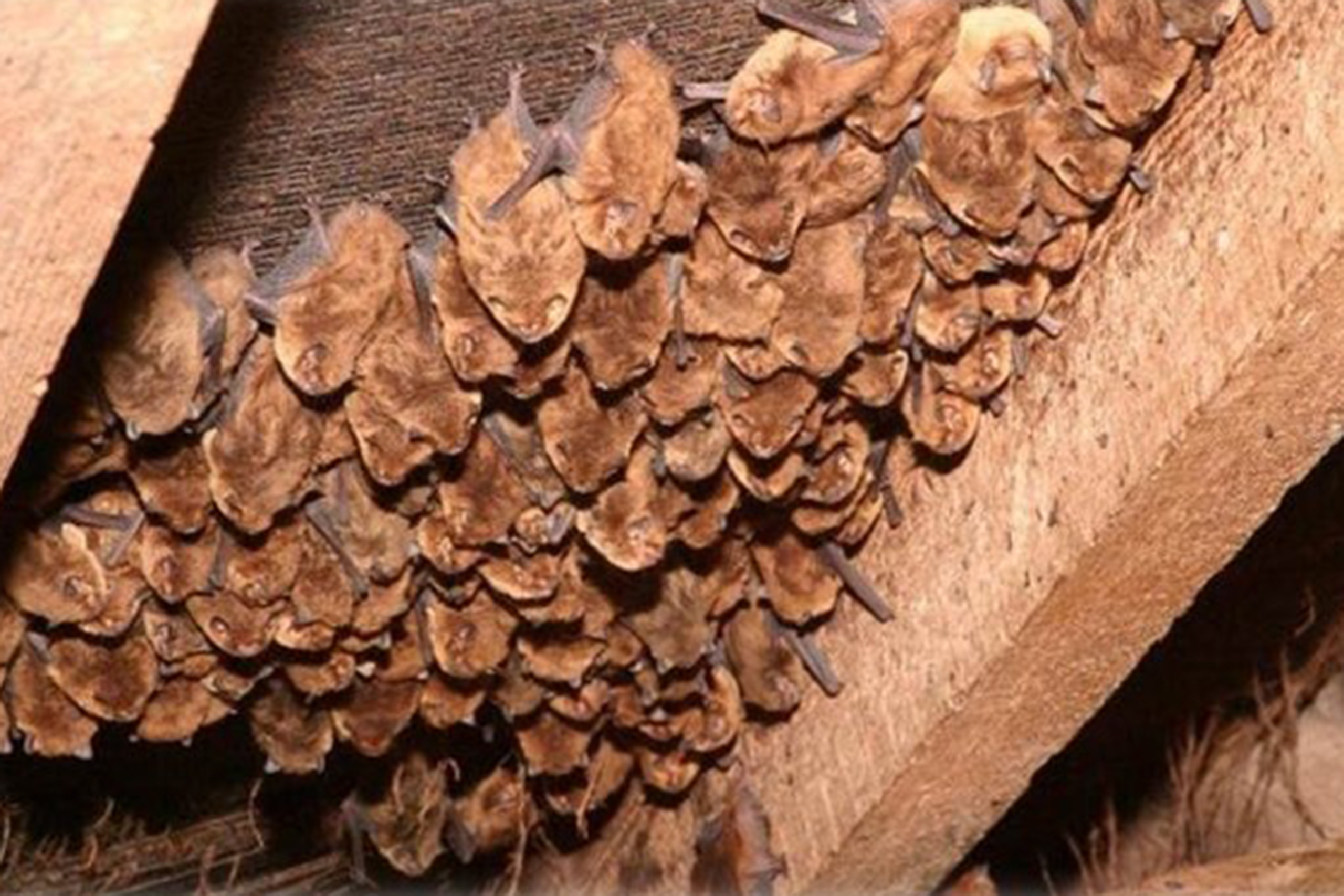 A collection of bats roosting.