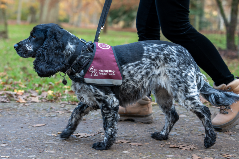 A dog with a Hearing Dogs for the Deaf jacket.