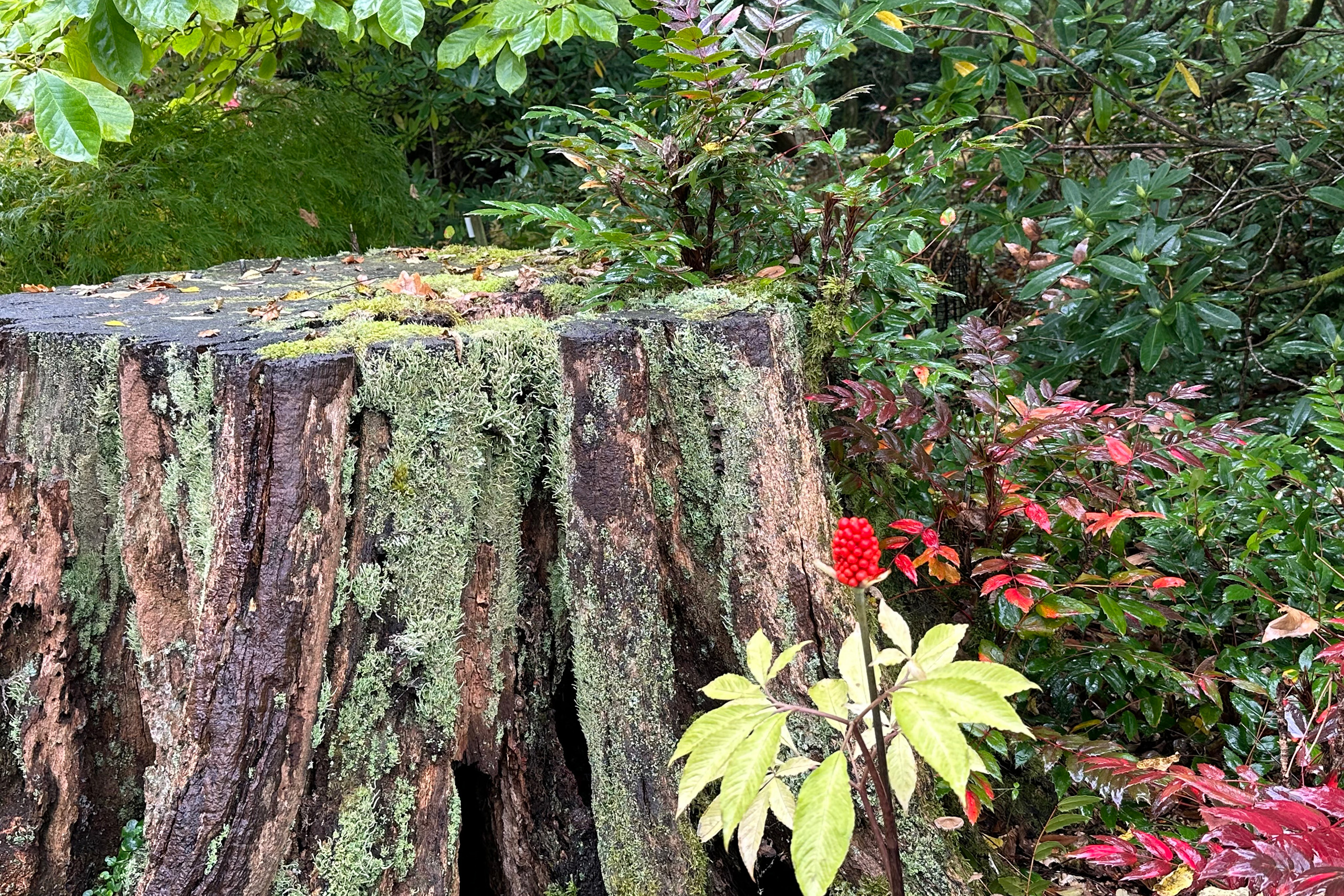 A tree stump with Mahonia nervosa climbing on it.