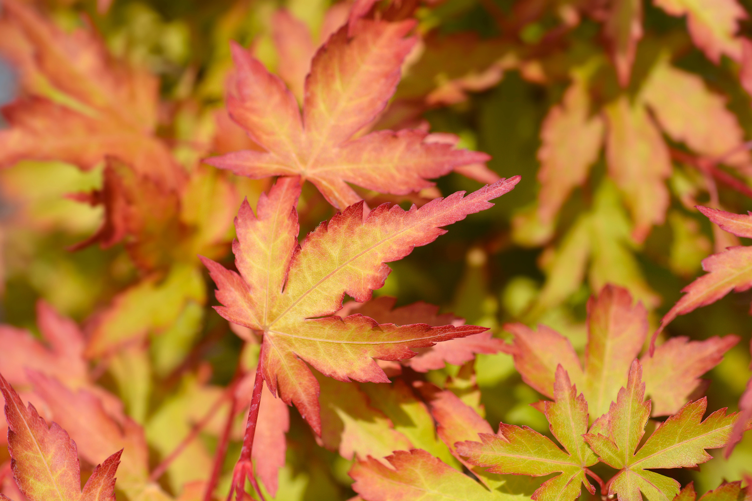 A cluster of orange leaves.