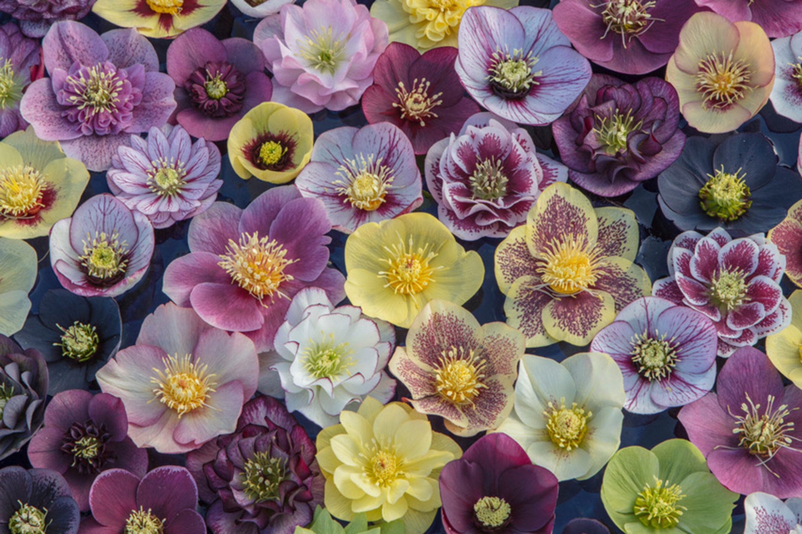 A selection of hellebore flowers floating in a bowl of water.