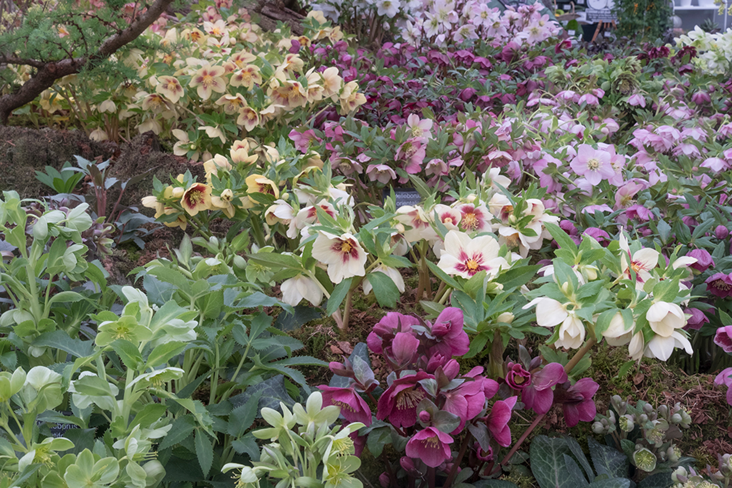 A variety of H. x hybridus (Ashwood Garden Hybrids) in colours of white, cream, pale green, red and pink growing from the ground.