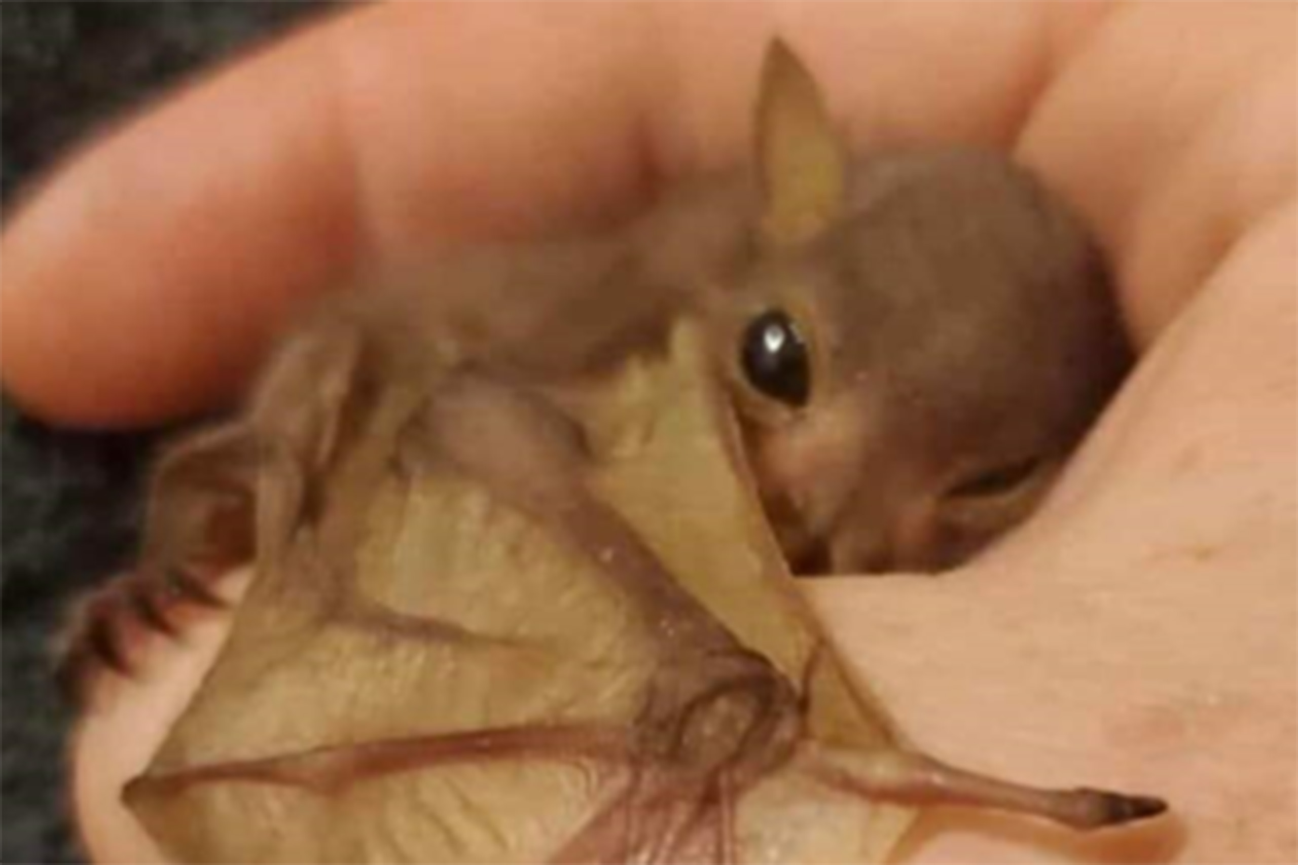 A close up of a baby bat in someone's hand.