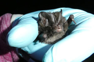 A barbastelle bat held in a gloved hand.