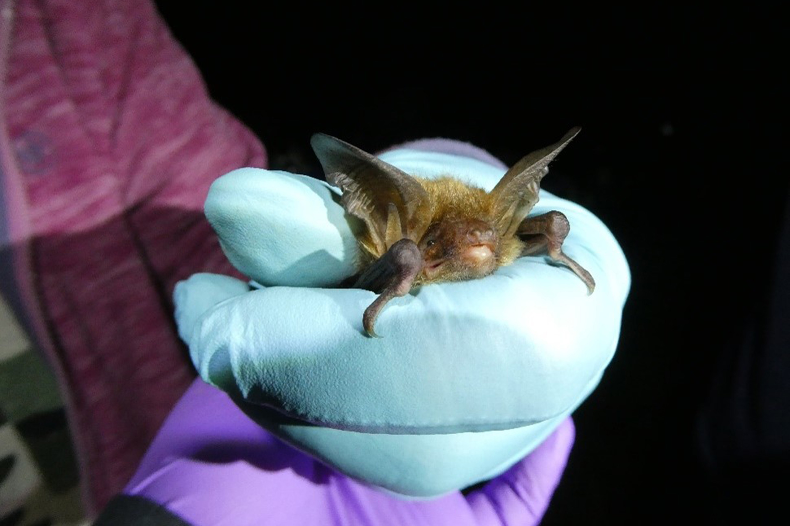 A bechstein bat held in a gloved hand.