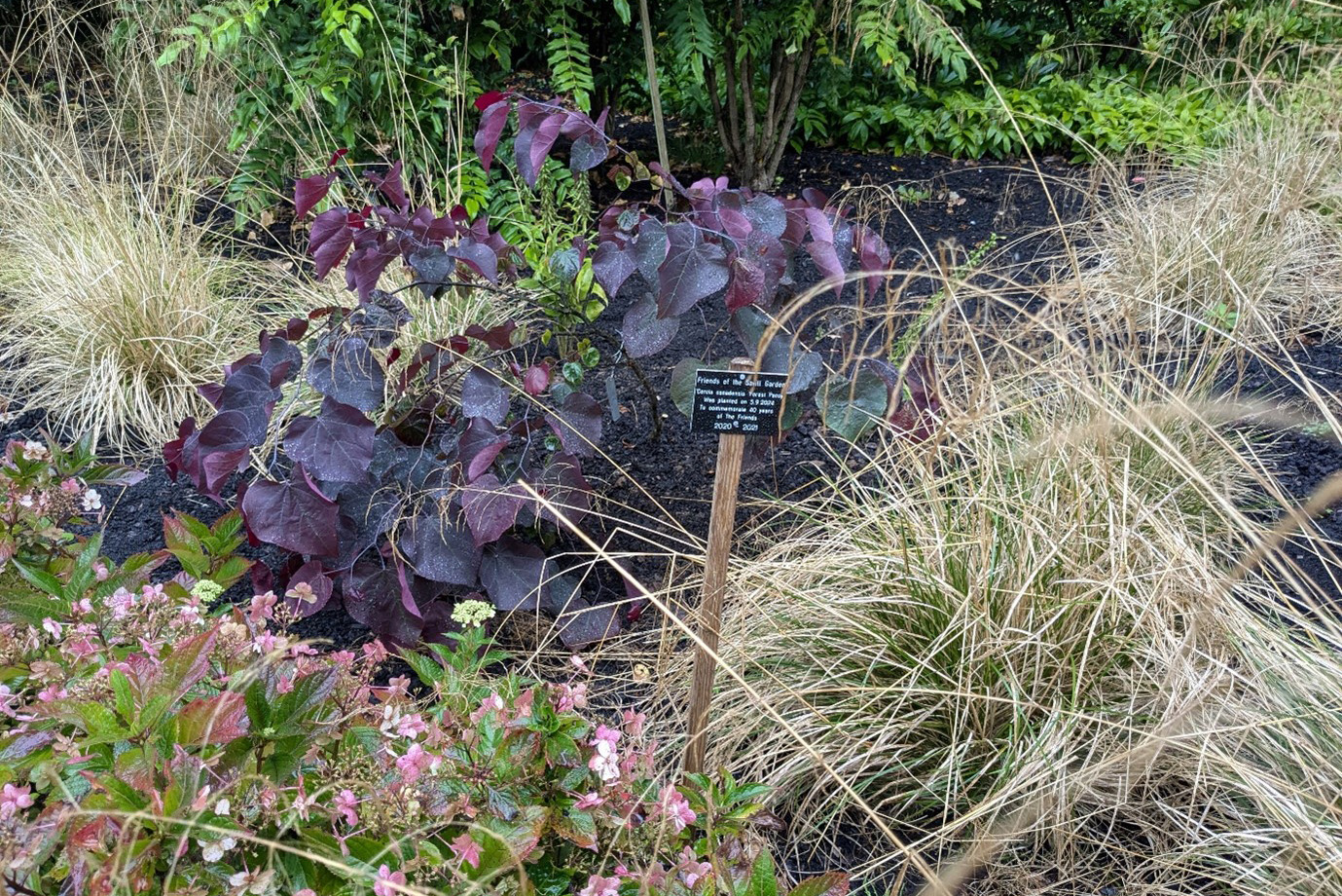 A plant with heart-shaped purple leaves growing amongst grasses.