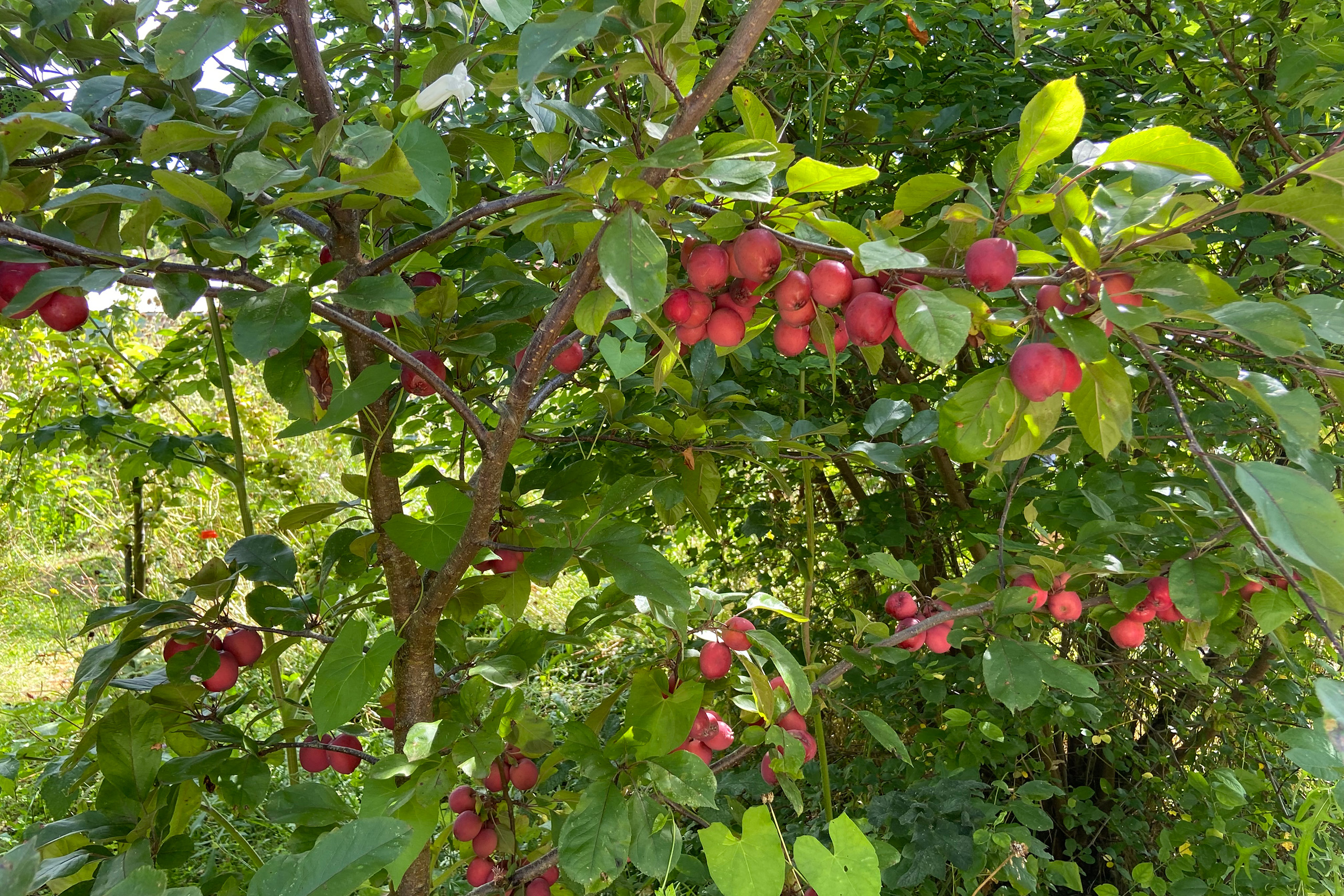 Crab Apples on a tree at Church Gardens.