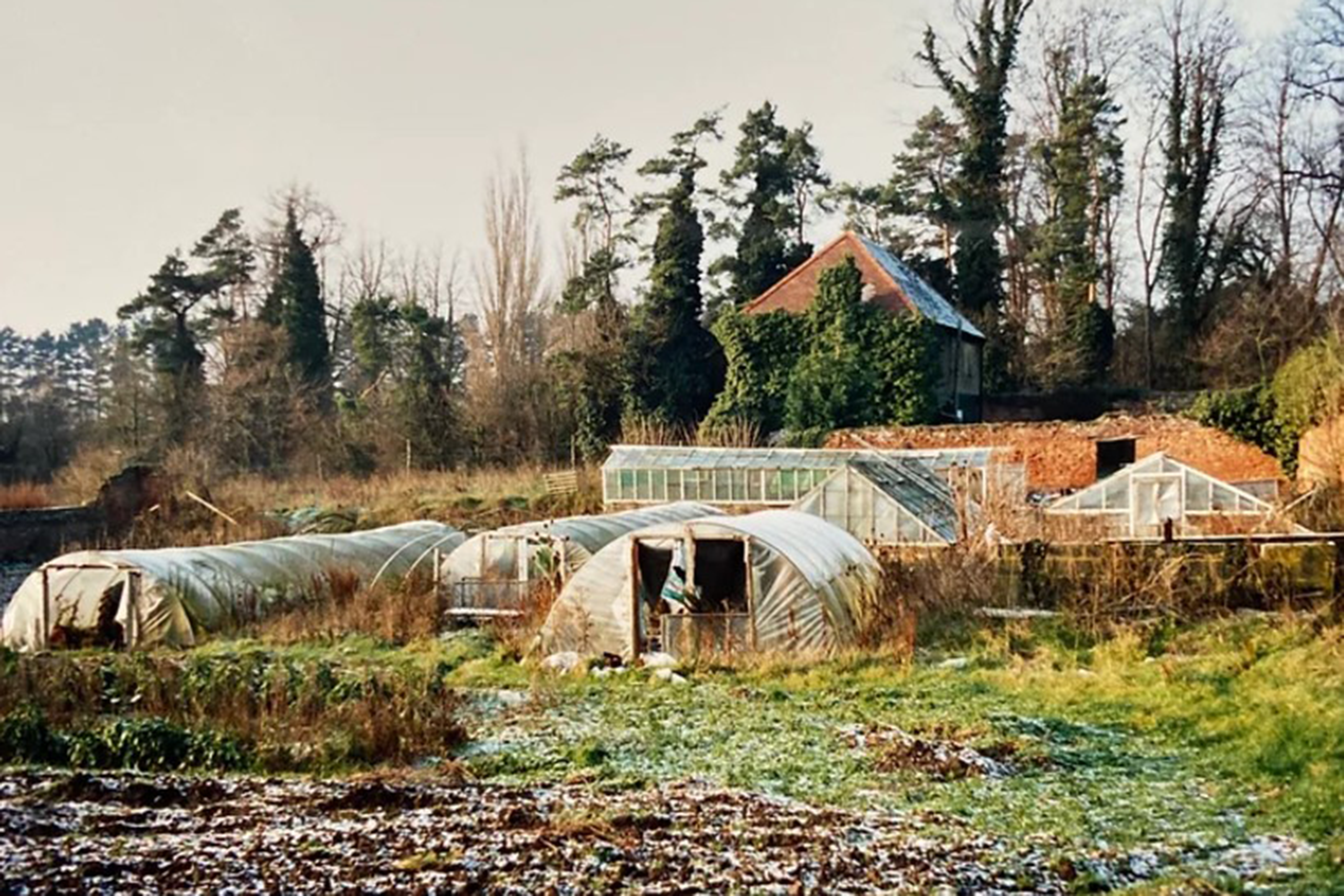 A derelict garden at Church Gardens.