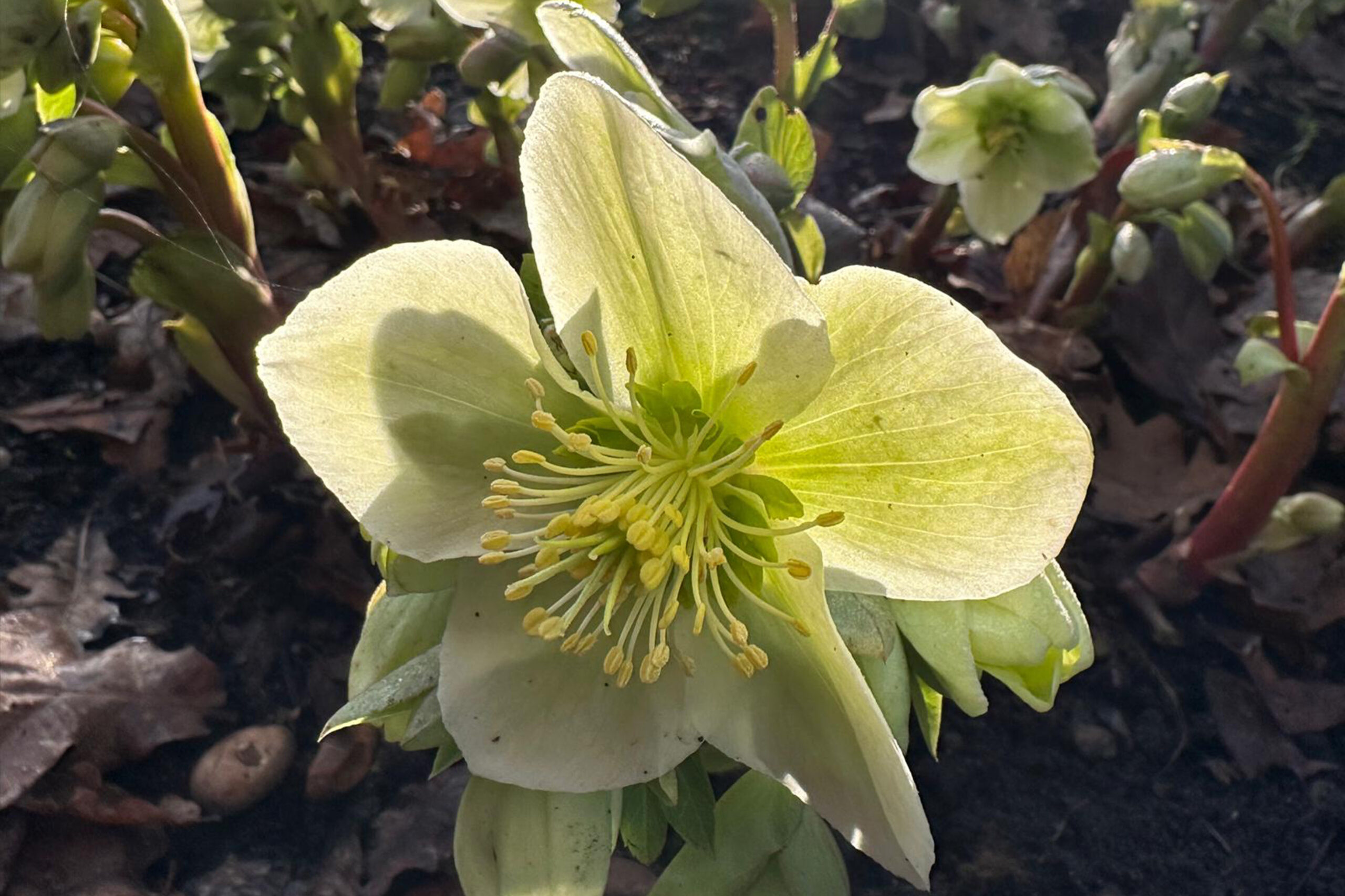 A close up of a greenish-white flower hellebore flower with further hellebore flowers behind it.