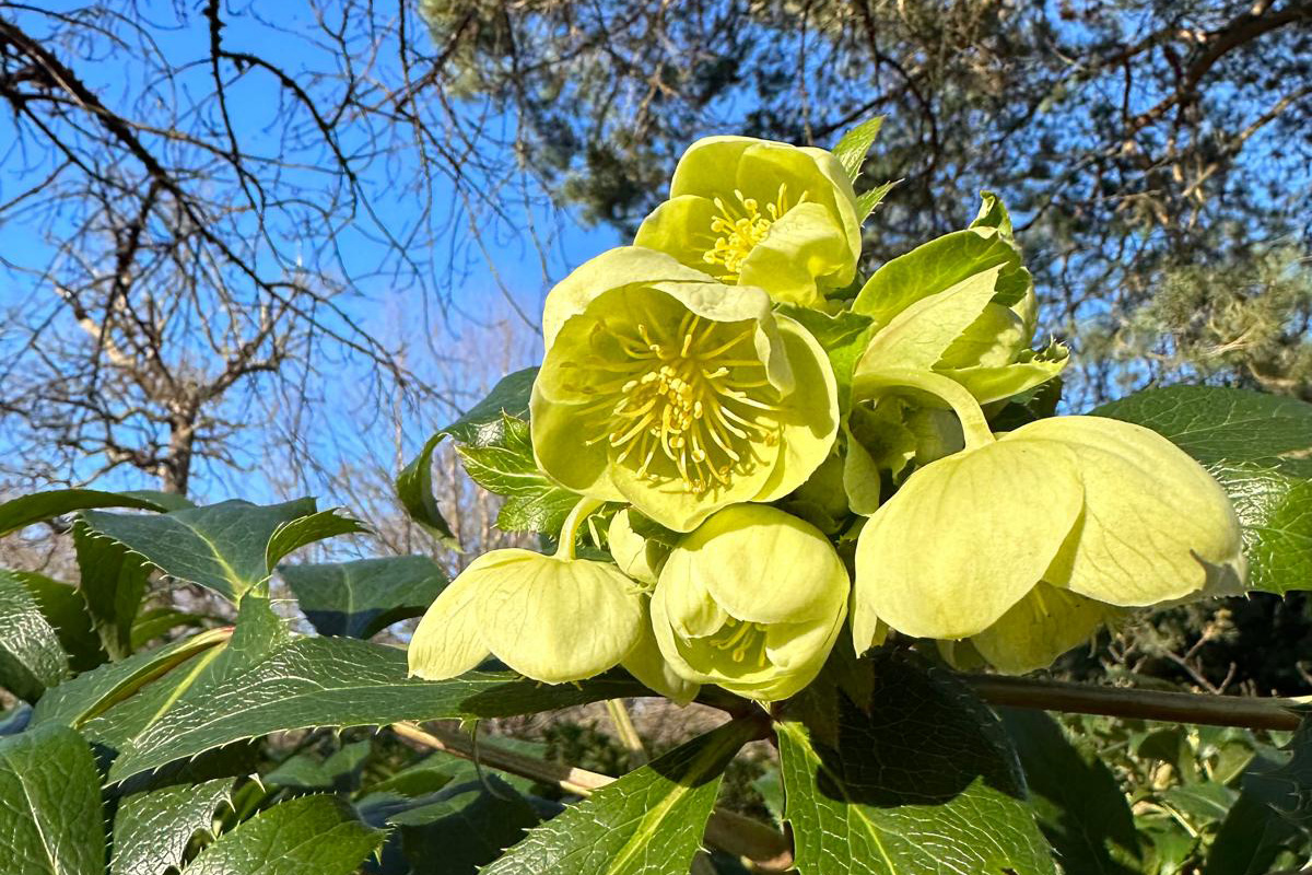 A close of very pale green hellebore flowers growing above leaves of light green.