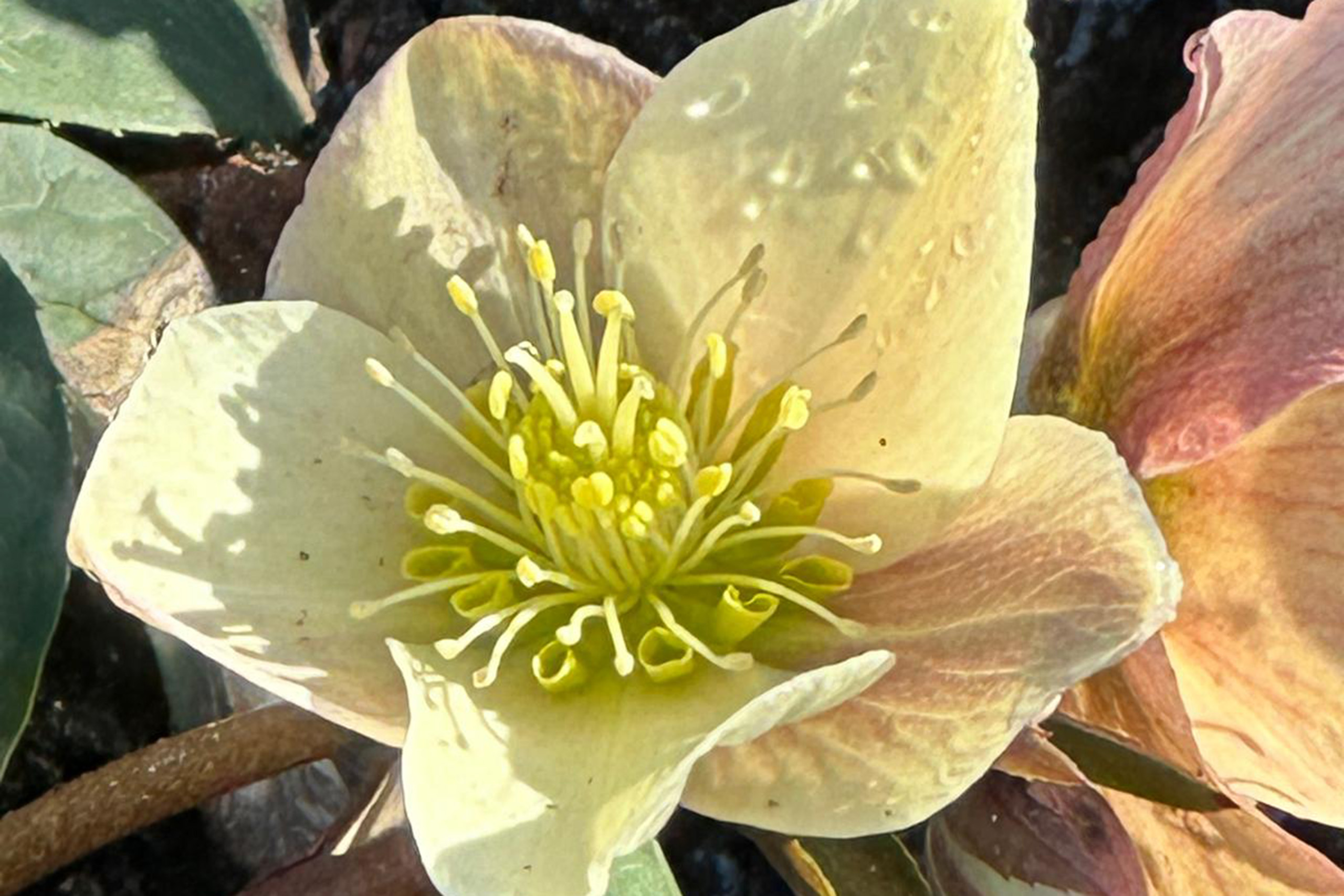 A close up of a pale yellow hellebore flower with rain droplets on the petals.