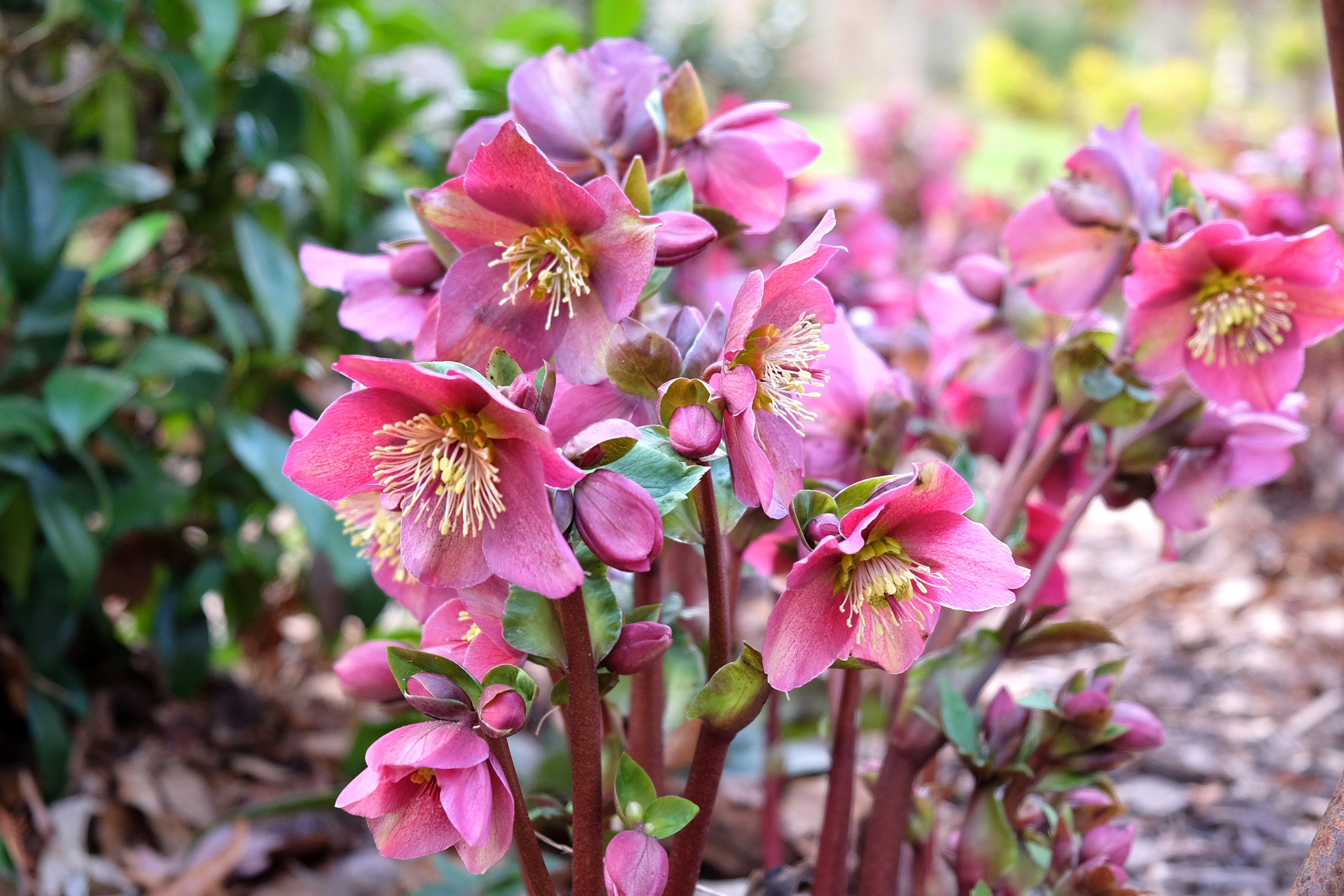 A cluster of deer red, outward-facing flowers with creamy-yellow stamens.
