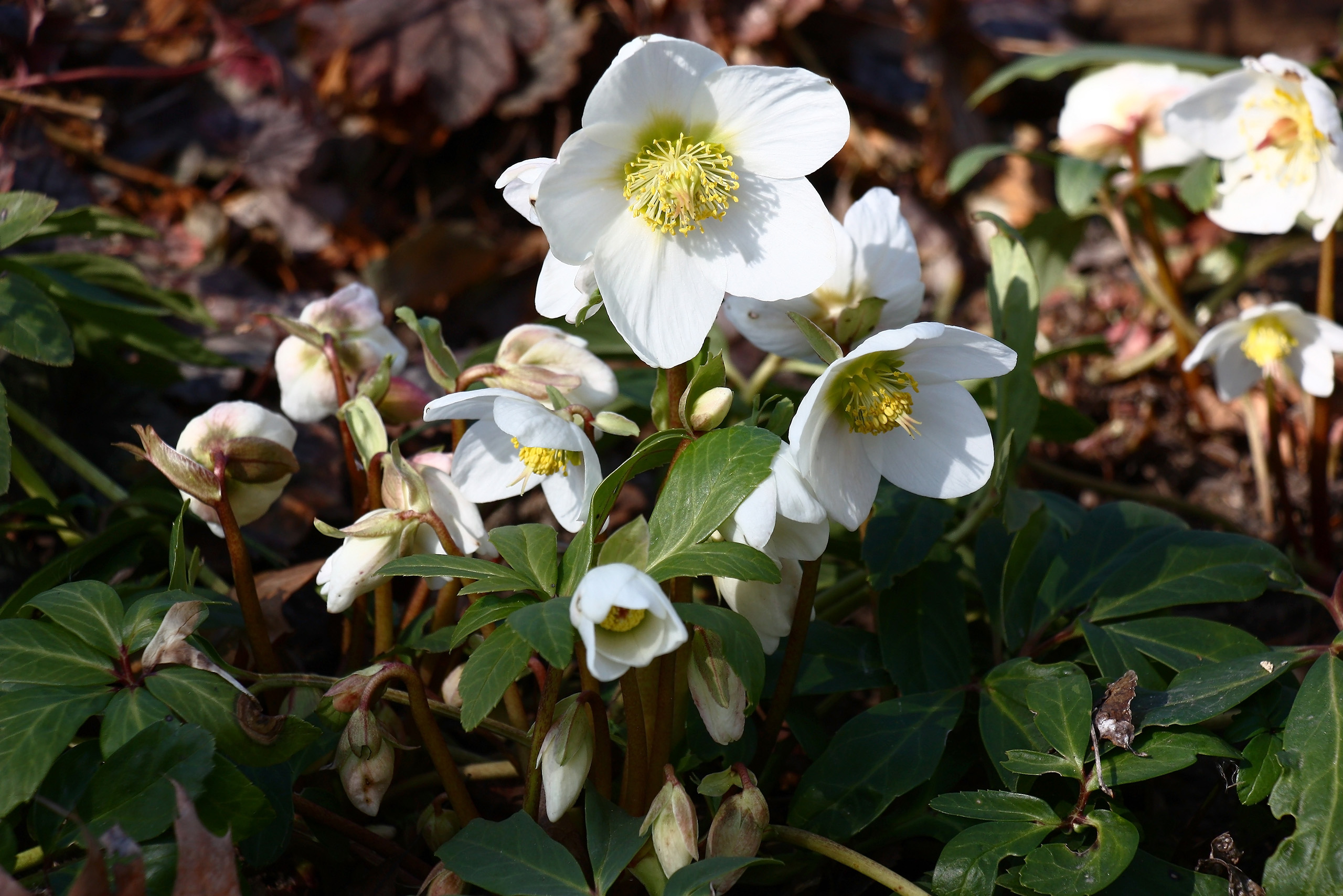 A cluster of pure white, bowl-shaped hellebore flowers.