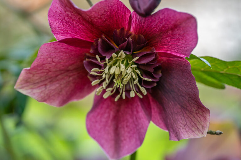 A close up of a red hellebore flower