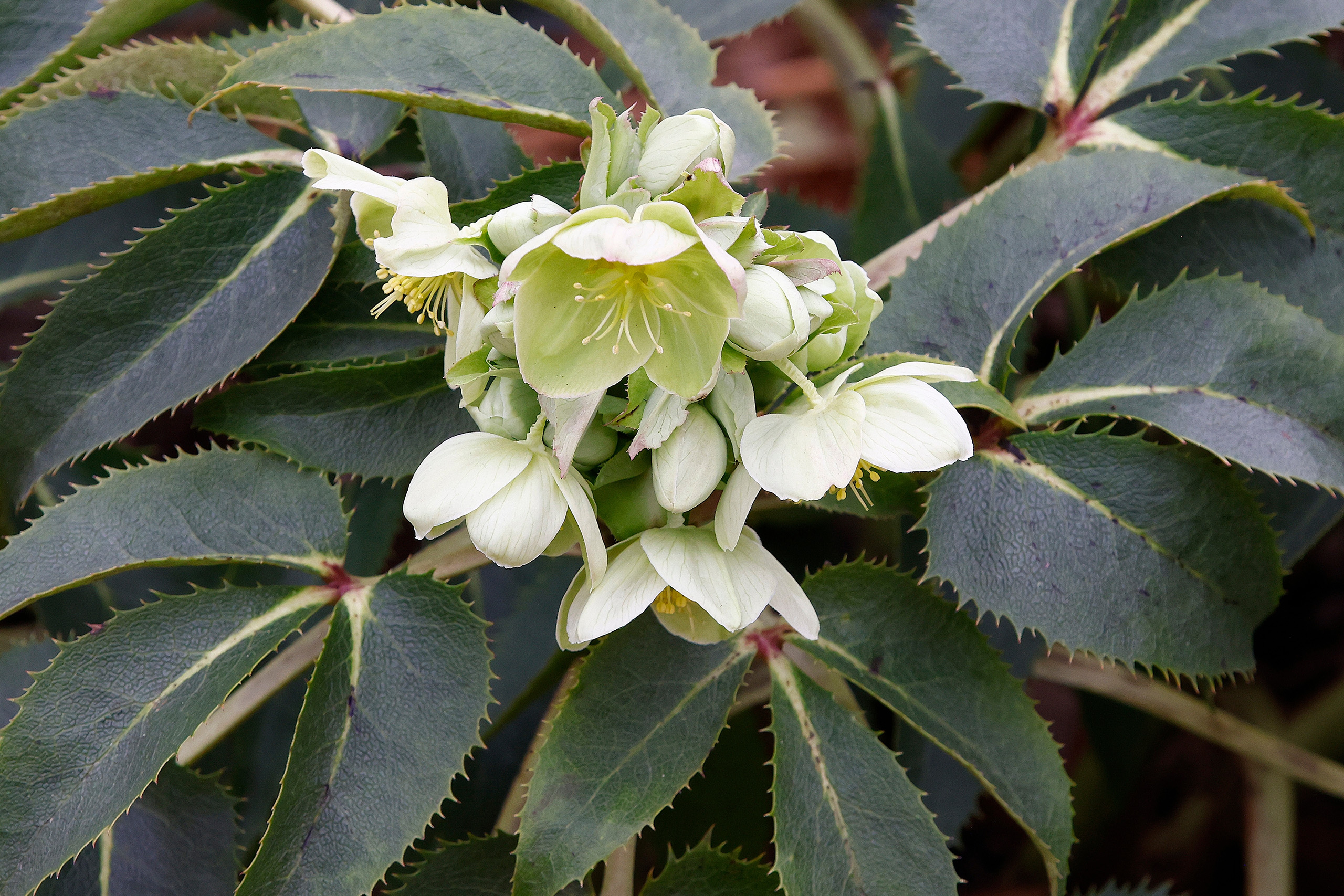 A close up of a cluster of creamy-green, bowl-shaped flowers above long dark green leaves.