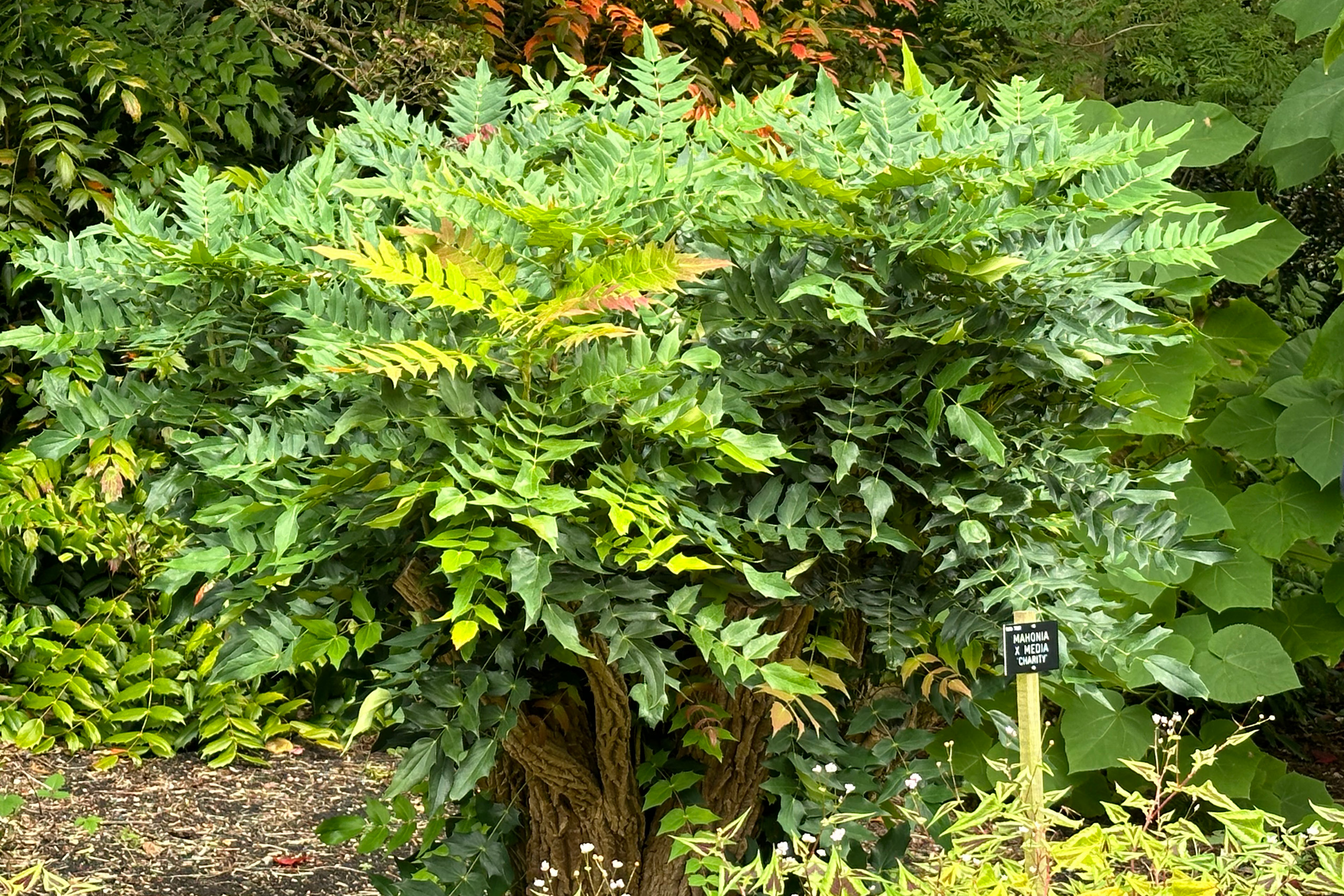 A pruned shrub of Mahonia x media 'Charity'.
