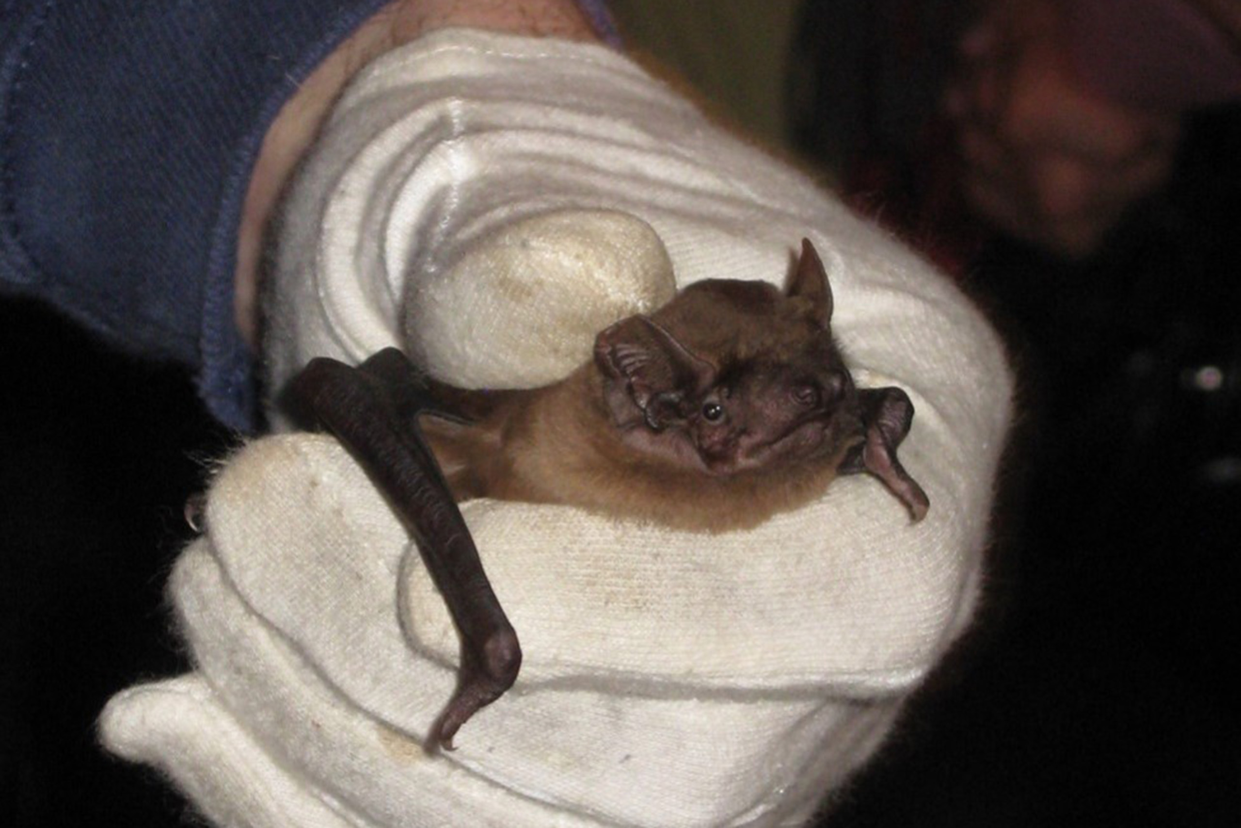 A noctule bat held in a gloved hand.