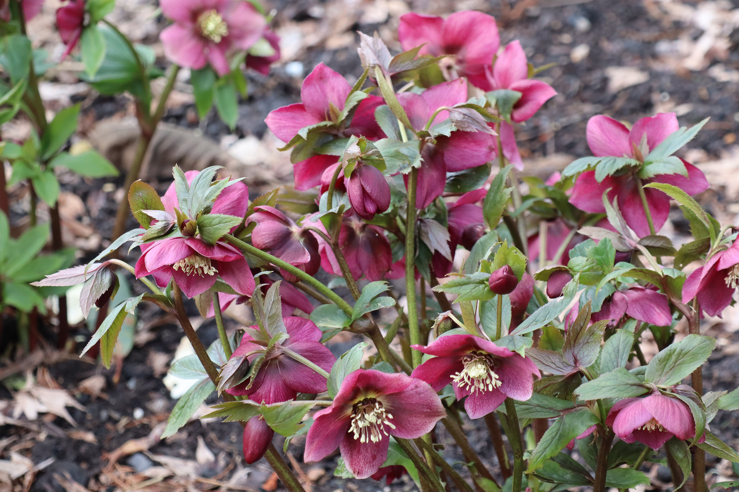 Pink hellebore flowers growing from bare soil