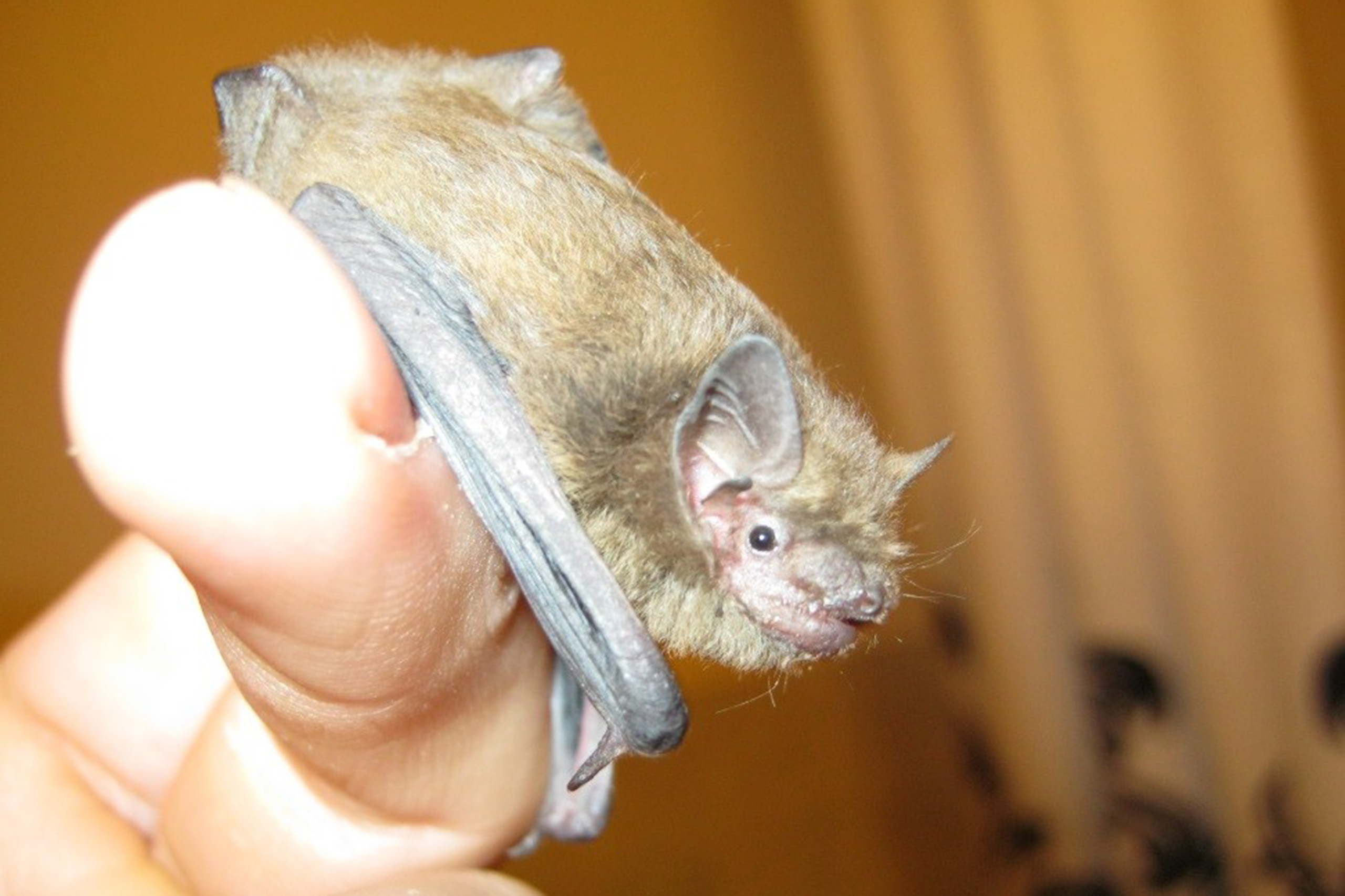A pipstrelle bat resting on someone's finger.