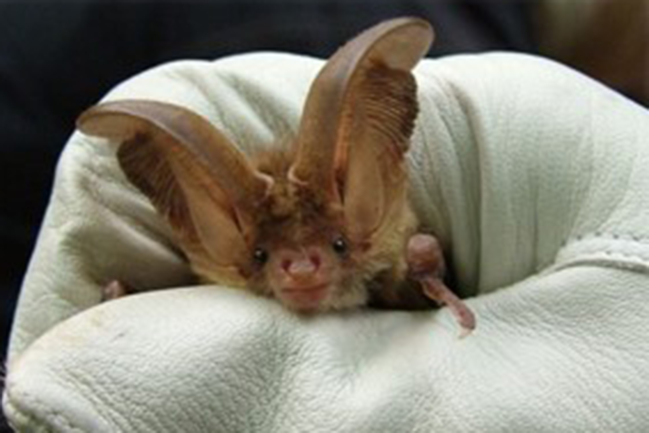 A bat with long ears in held in a gloved hand.
