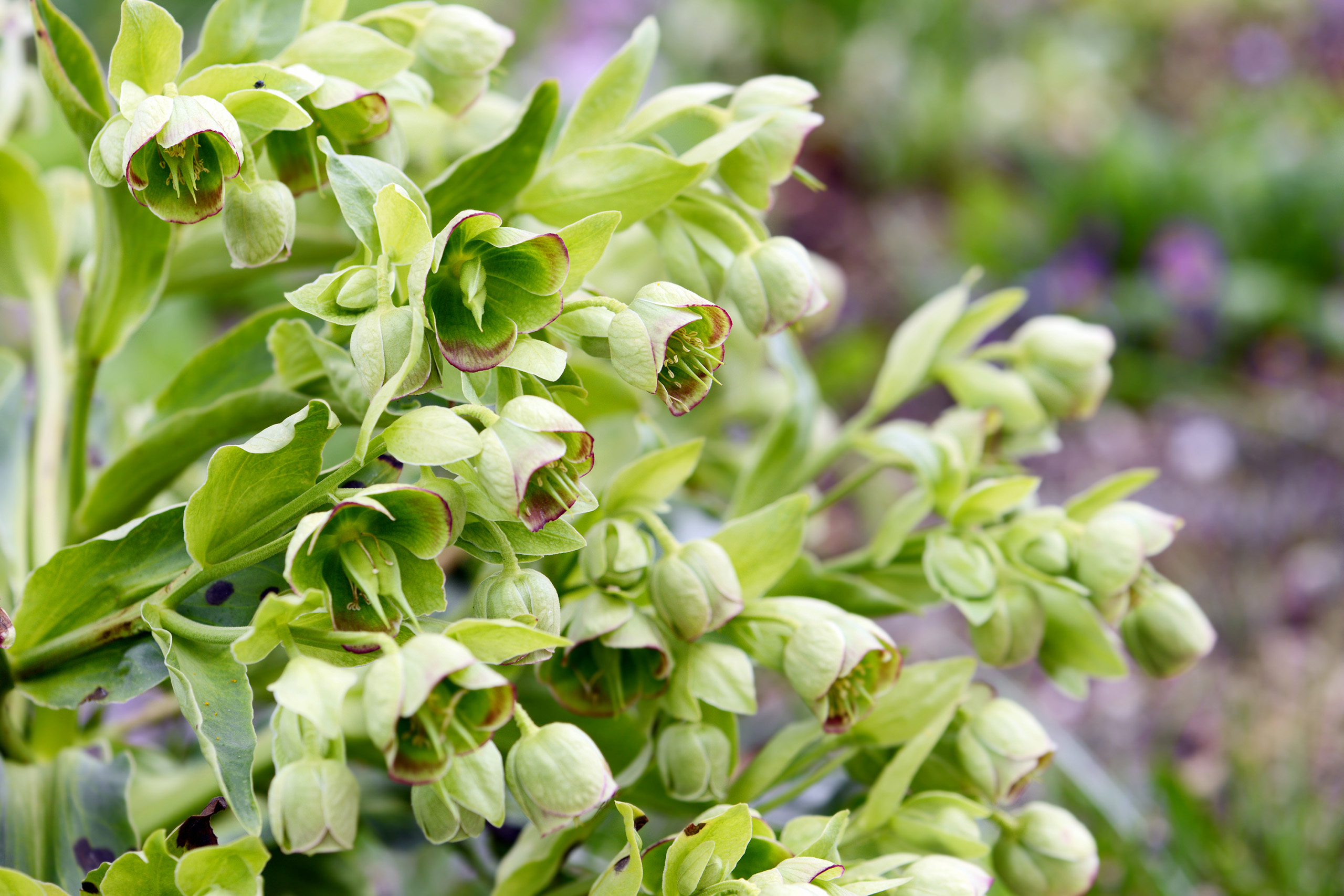 A cluster of small purple-edged, pale green hellebore flowers.