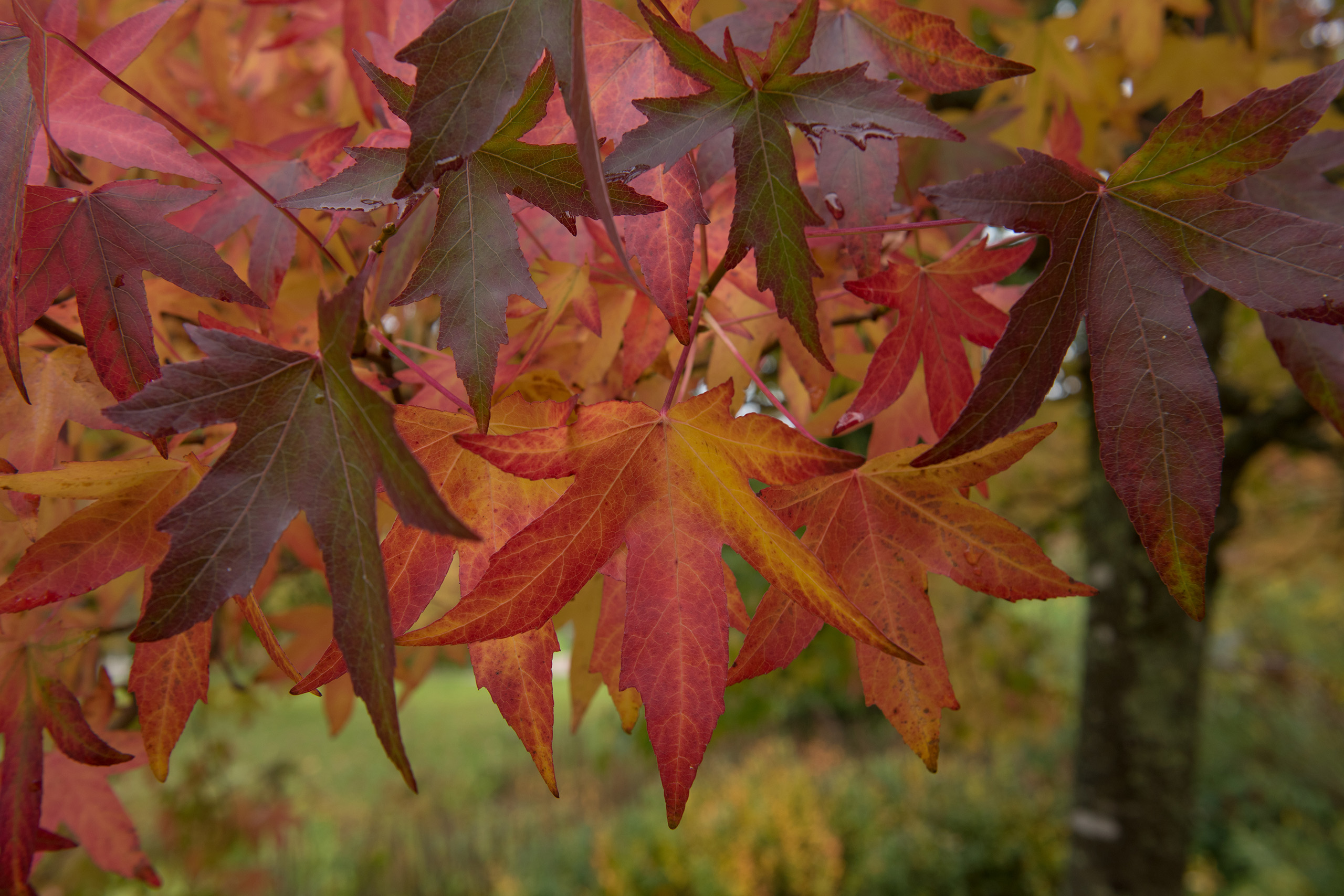 Deep red leaves hanging down from a branch above.