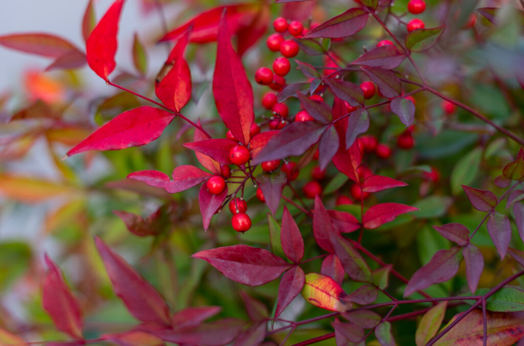 A close up of the purple leaves of a Nandina domestica.