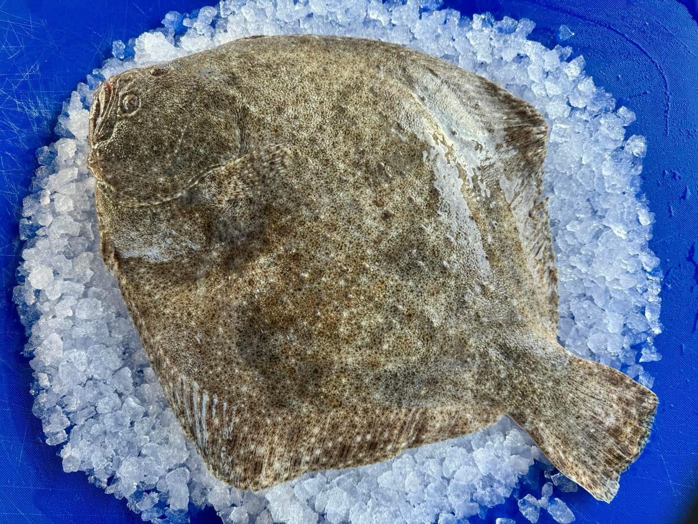 Turbot fish on a bed of ice on a blue board.