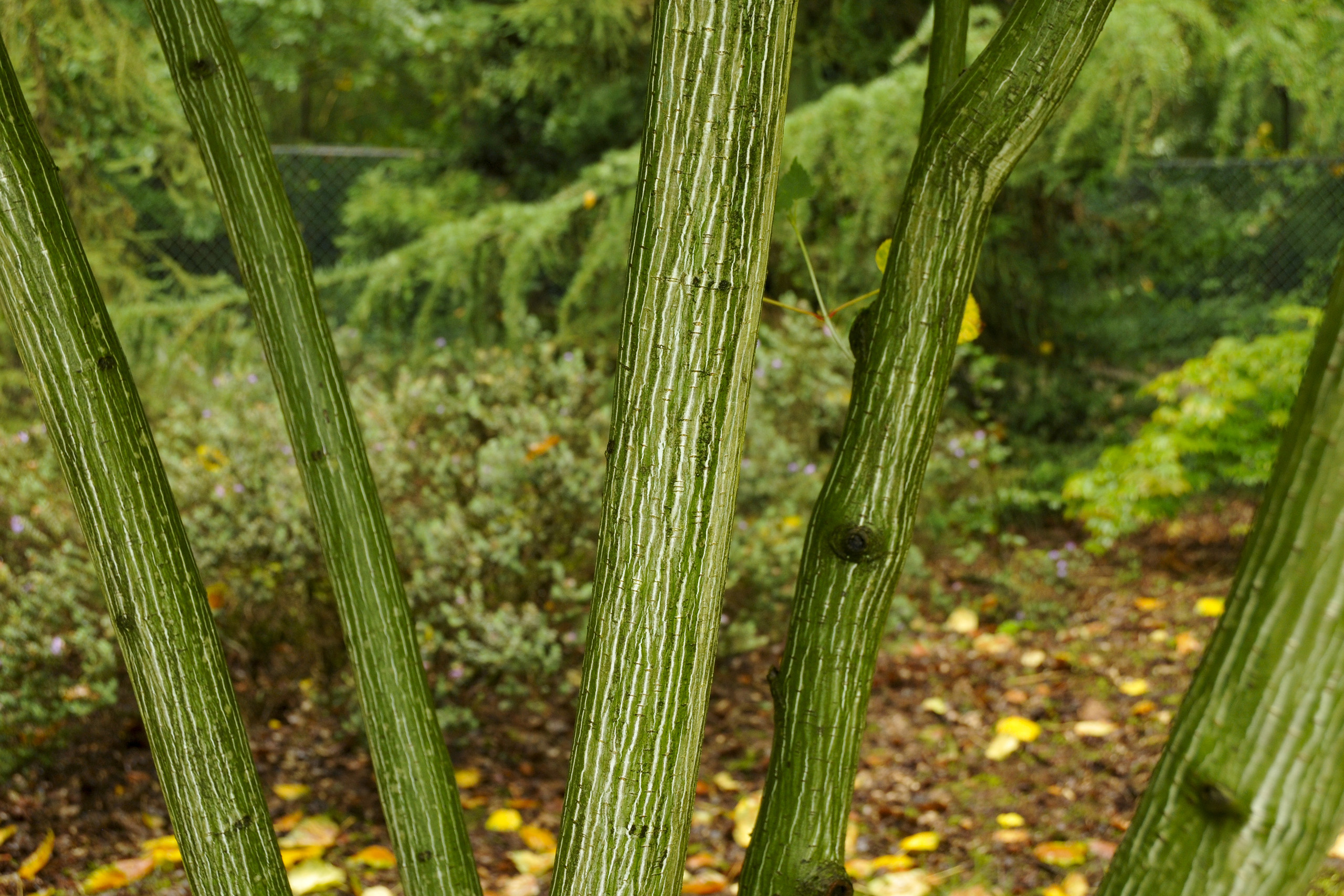 Silver streaks on five tree trunks.